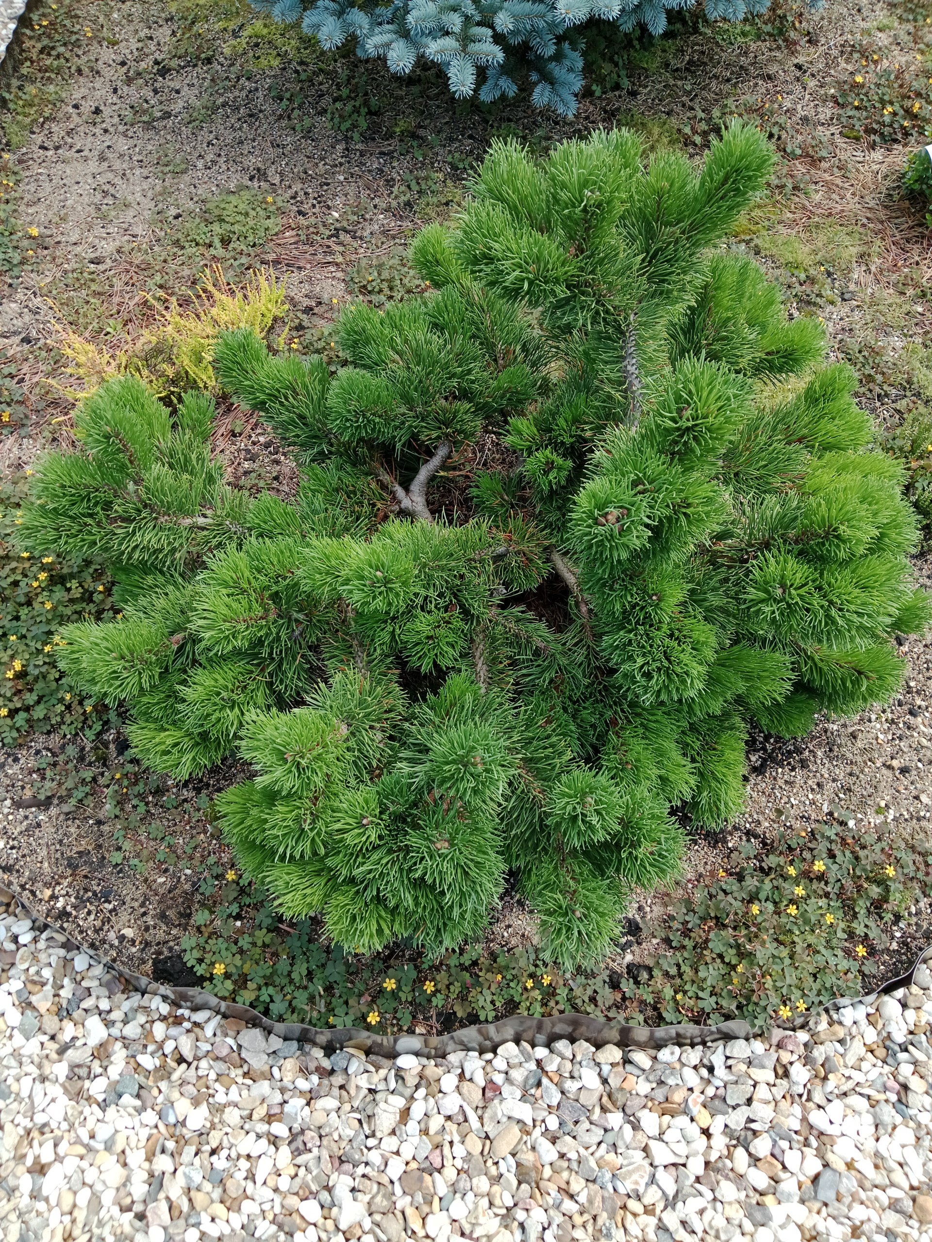 Pinus mugo 'Jacobsen'