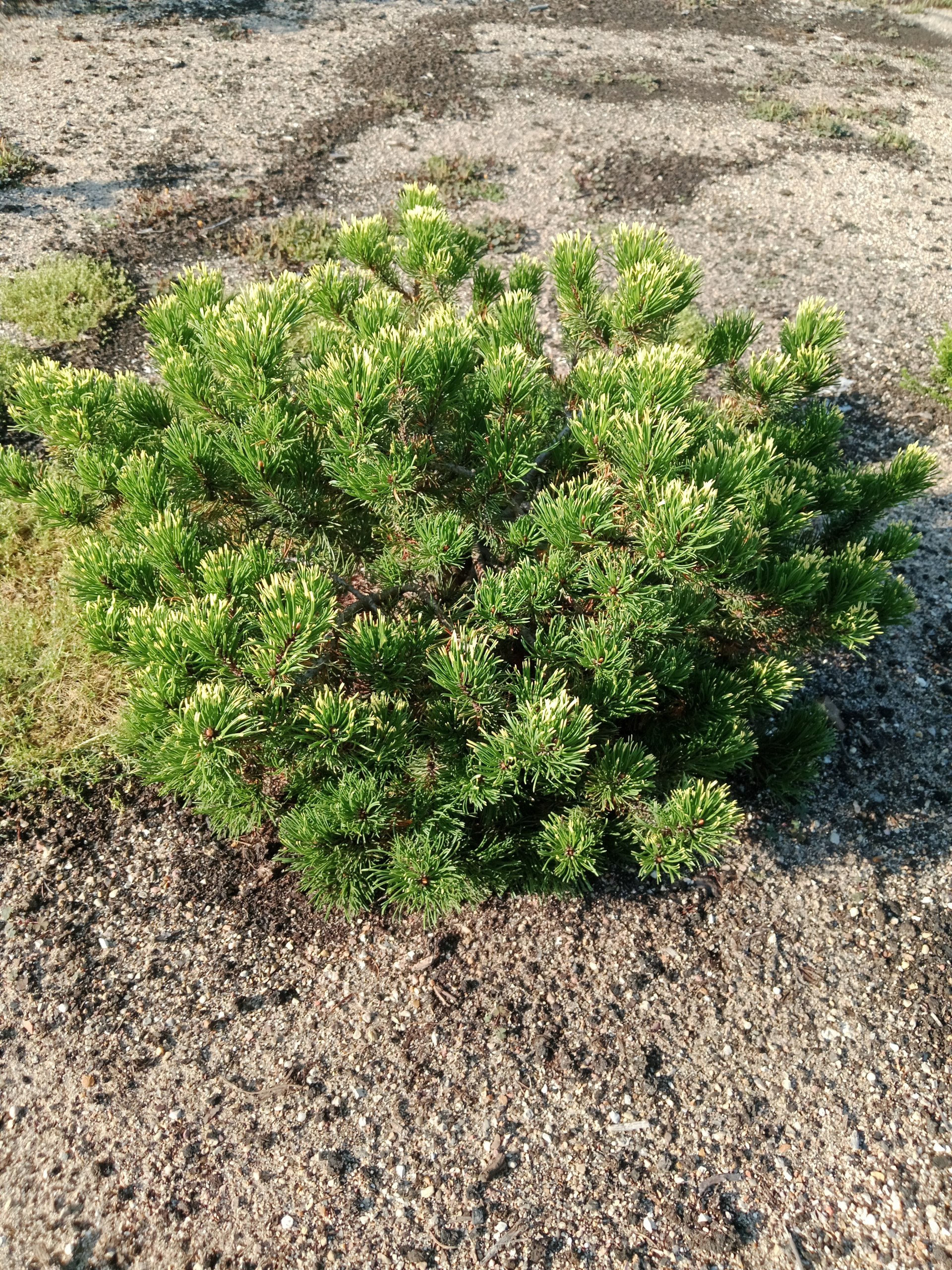 Pinus mugo 'Golden Flash'