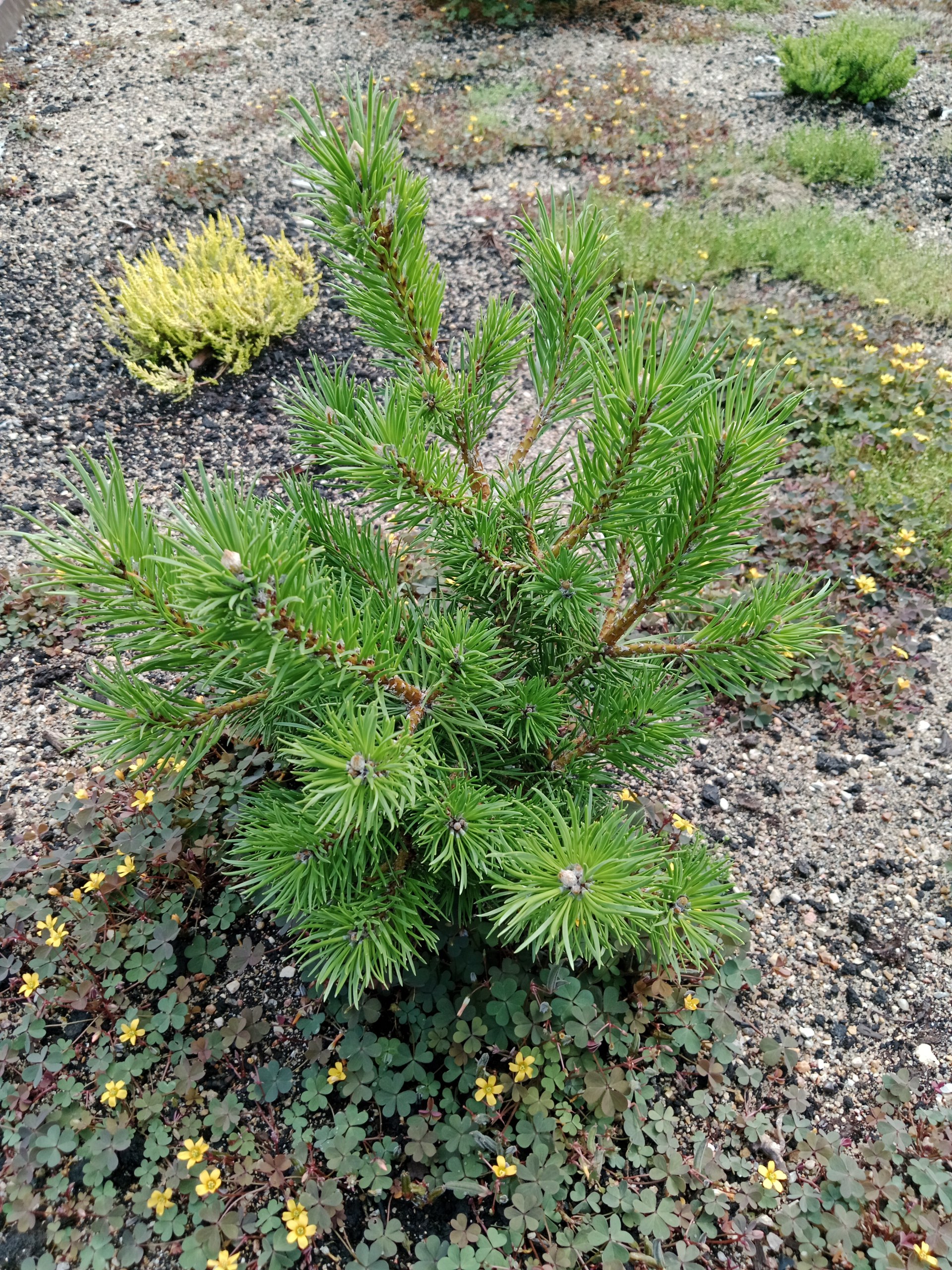 Pinus banksiana 'Martin Novak'