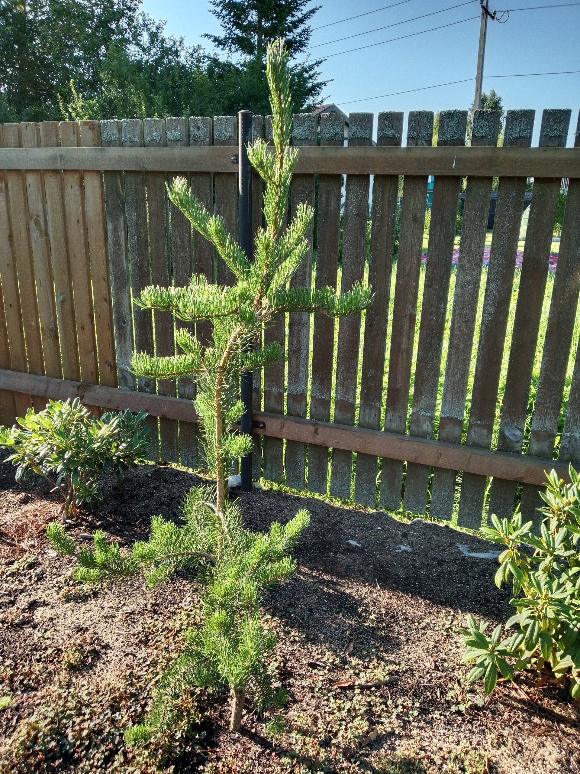 Pinus banksiana 'Pendula'