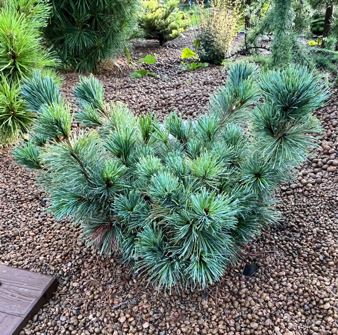 Pinus pumila ‘Jeg-2’