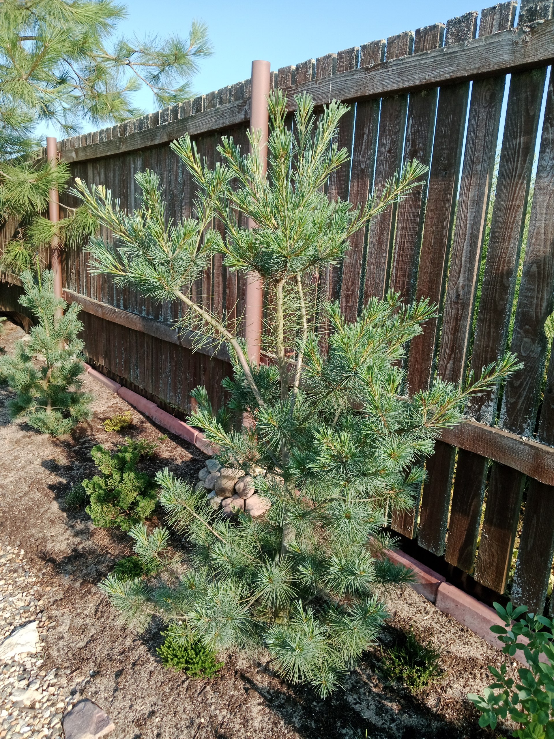 Pinus strobus 'Blue Clovers'