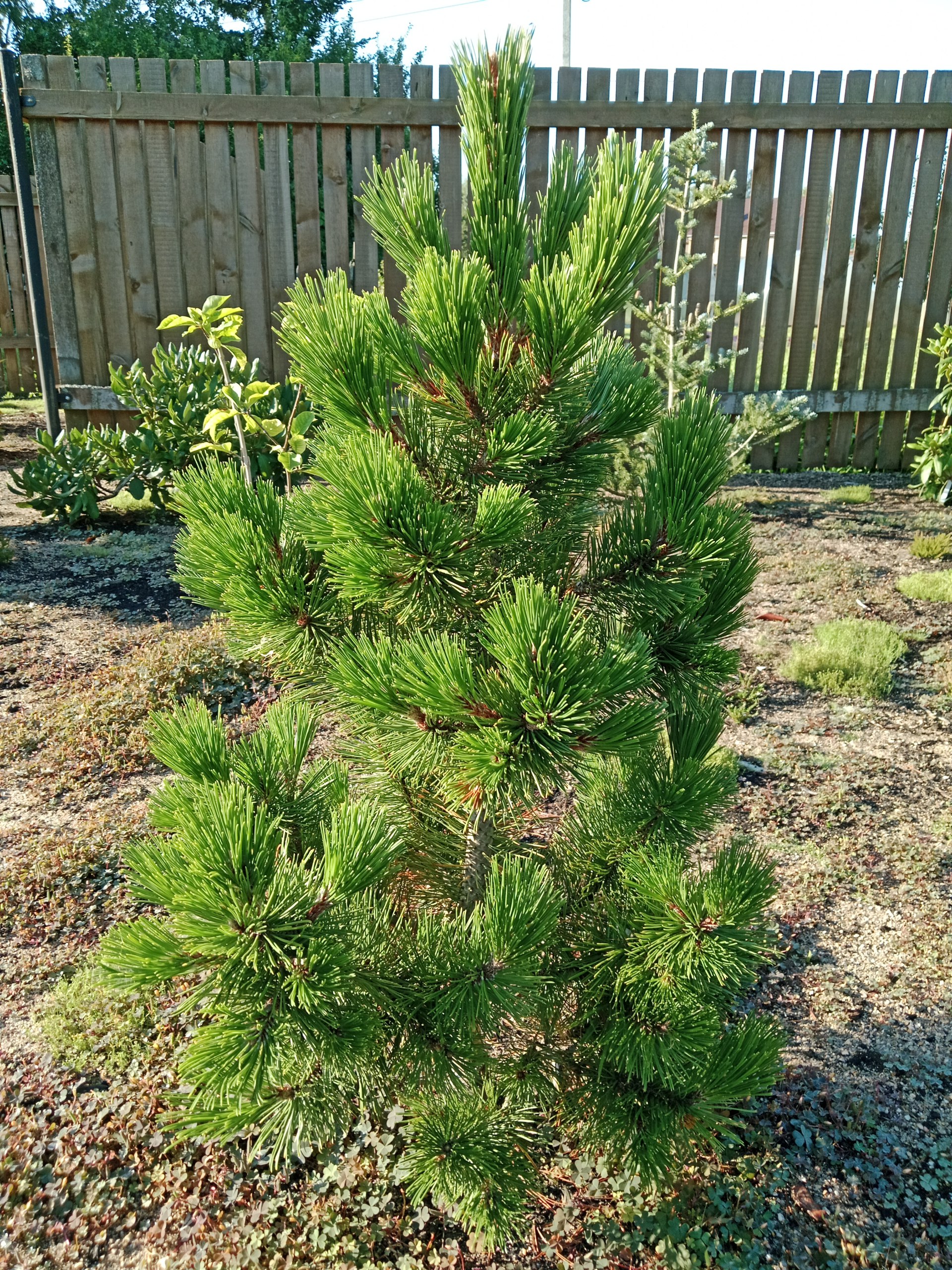 Pinus heldreichii / leucodermis 'Dolce Dorme'