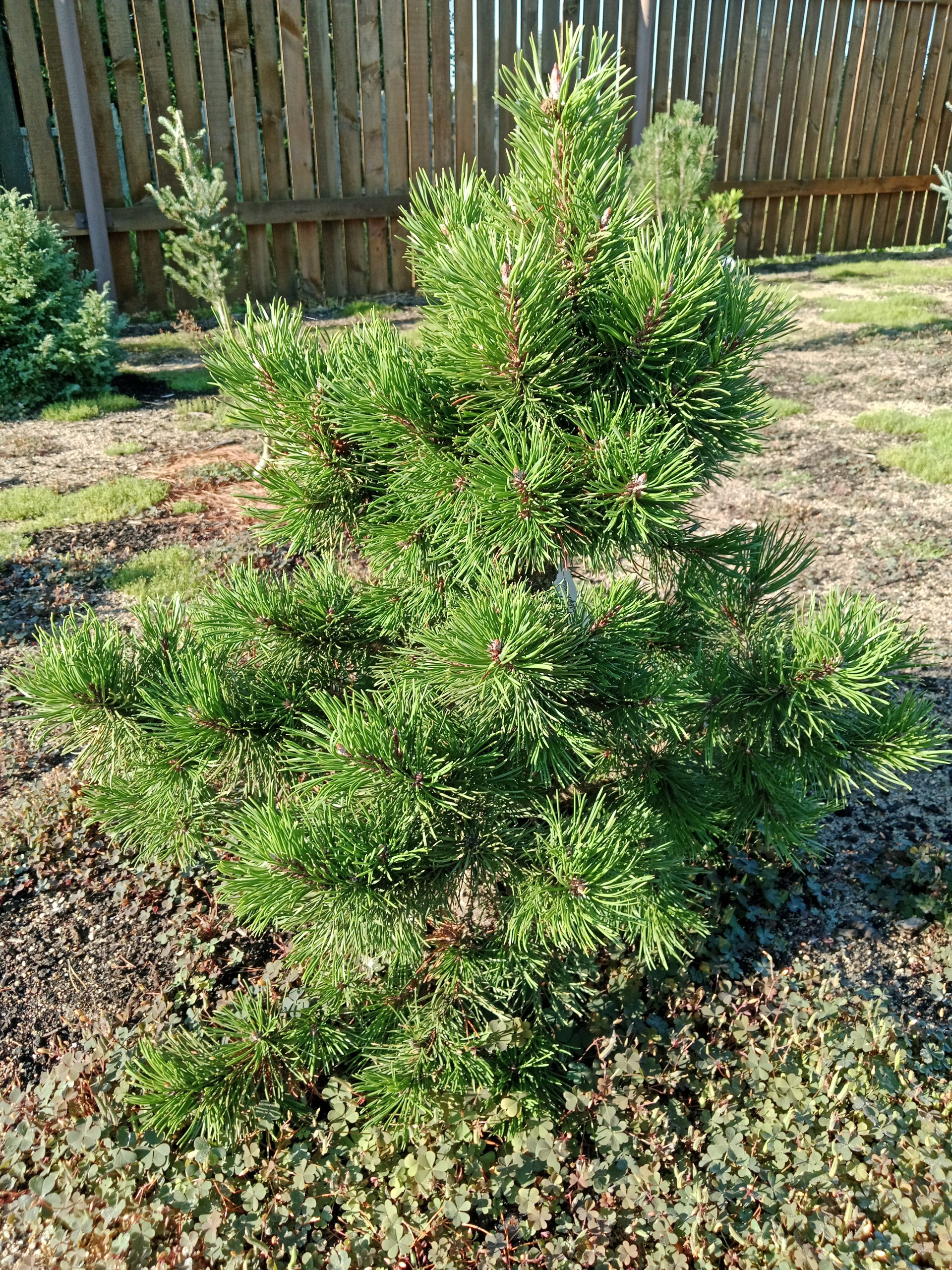 Pinus contorta 'Willow Creek'