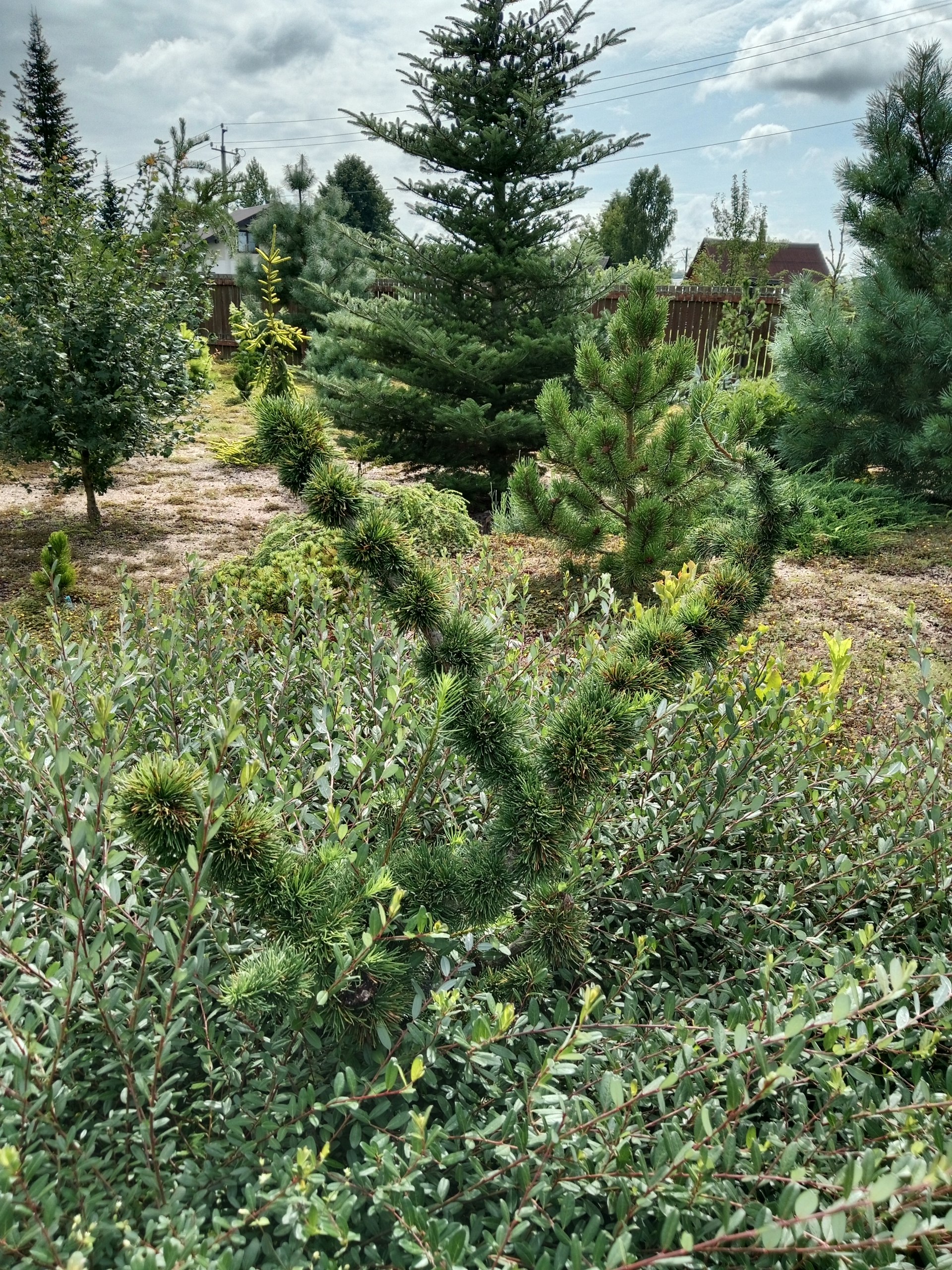 Larix decidua 'Krejci'