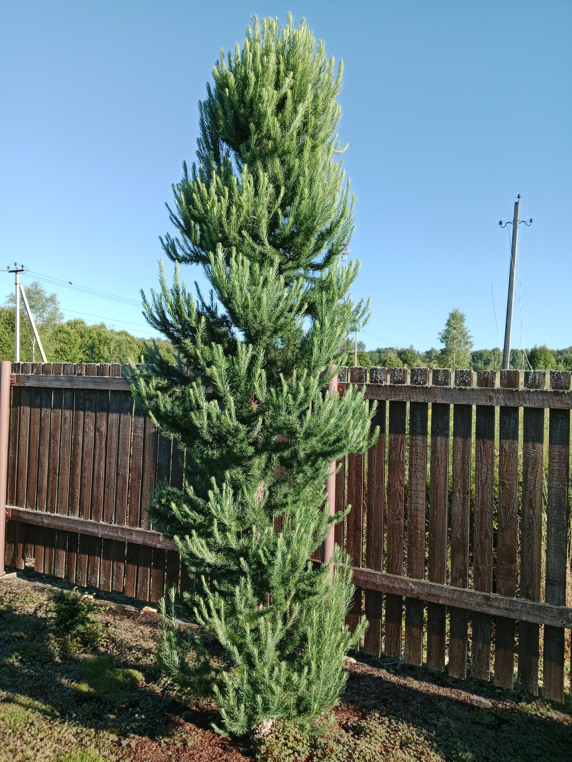 Larix kaempferi 'Jakobsen´s Pyramid'