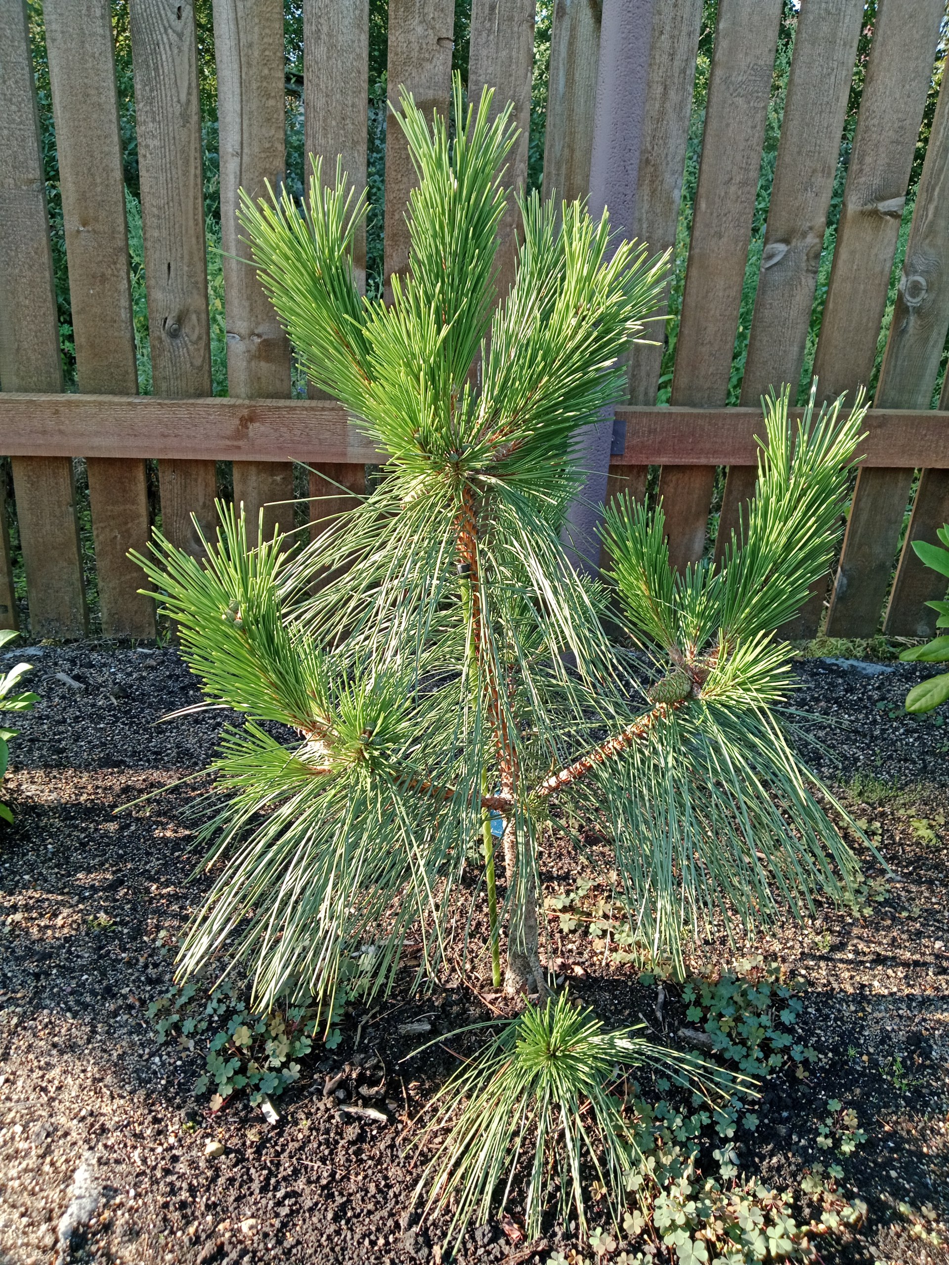 Pinus nigra 'Maritima'