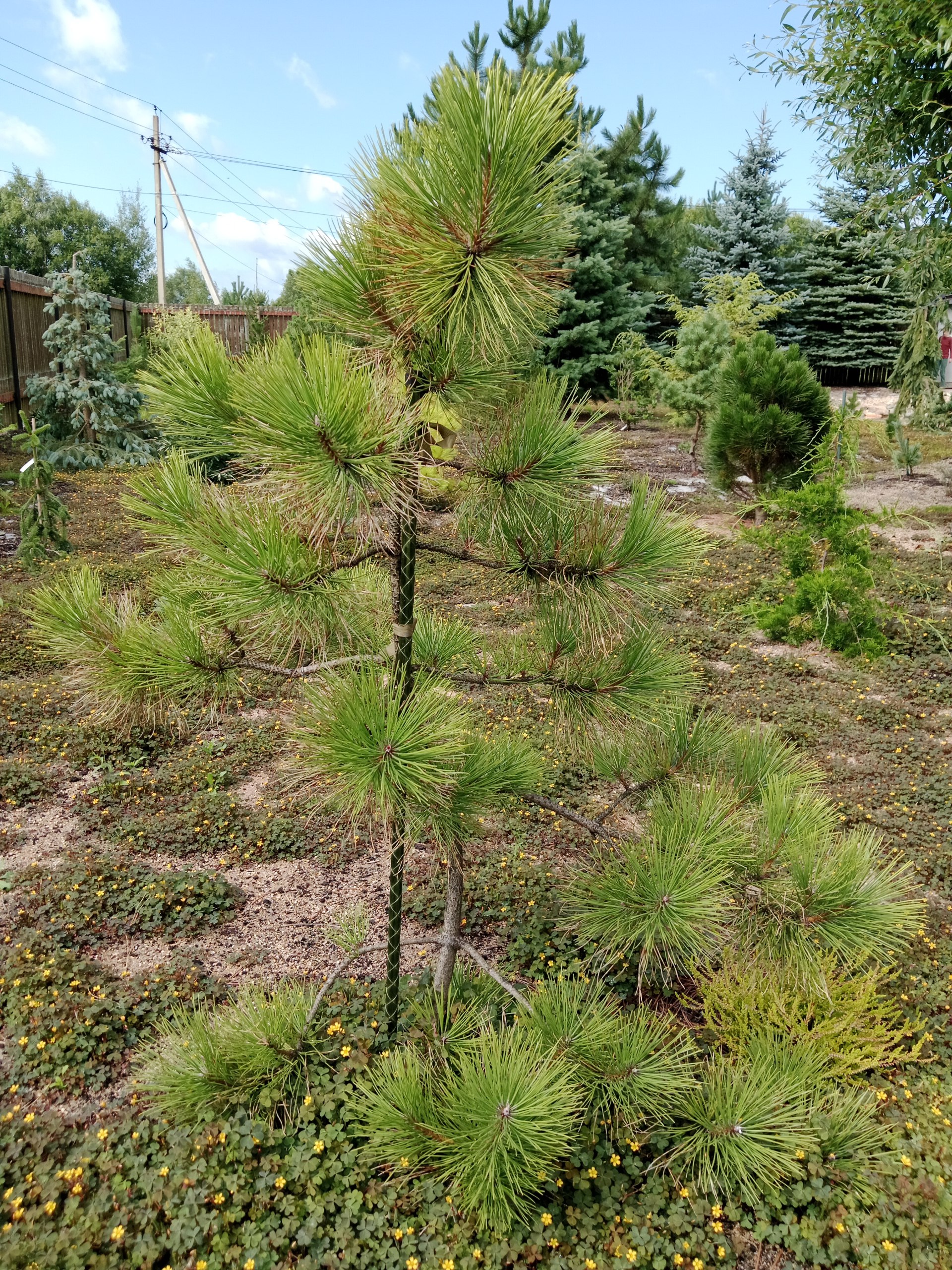 Pinus nigra 'Aurea Litomyšl'