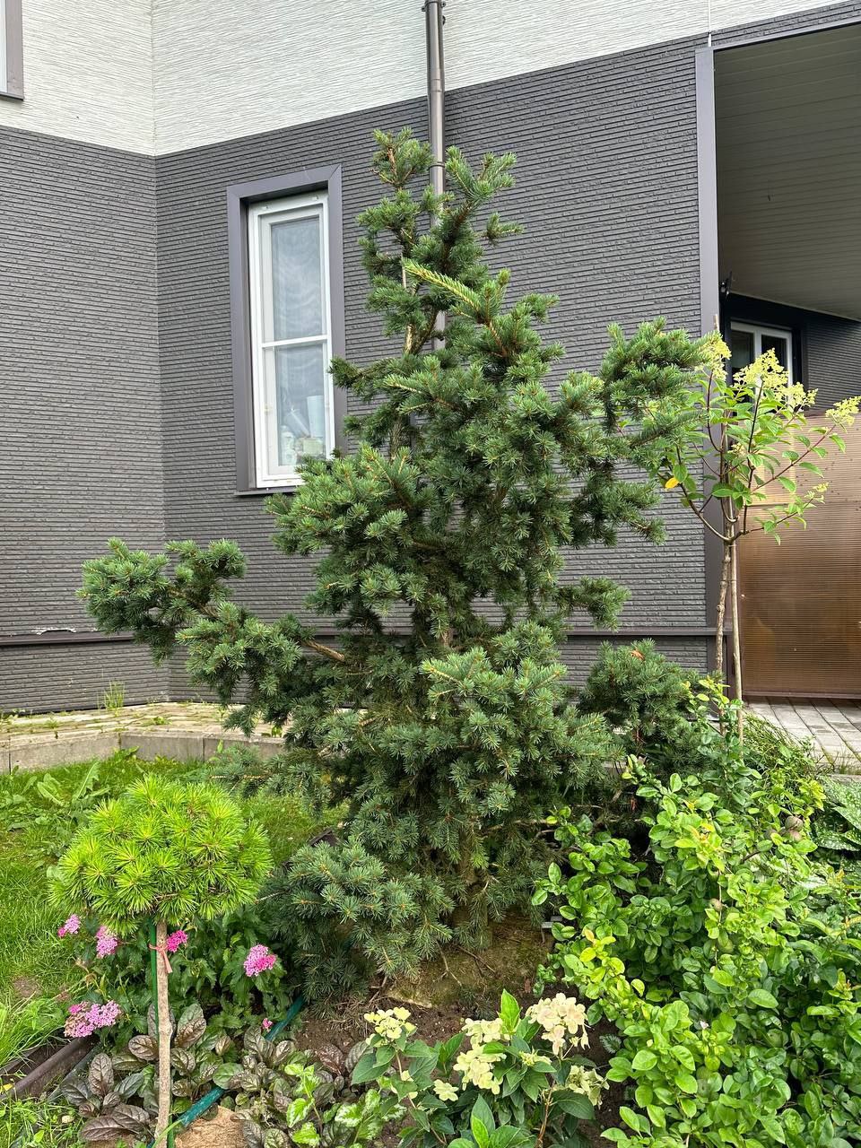 Picea pungens 'Lucky Strike'