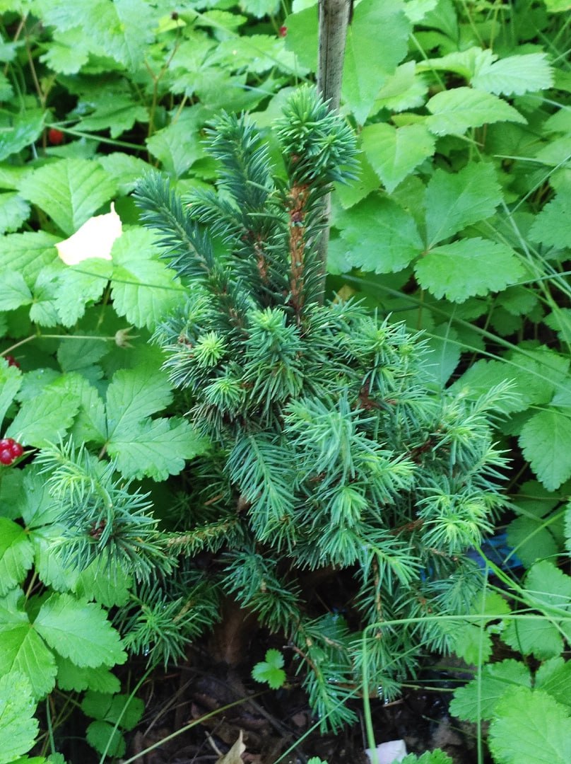 Picea abies 'Leshiy'