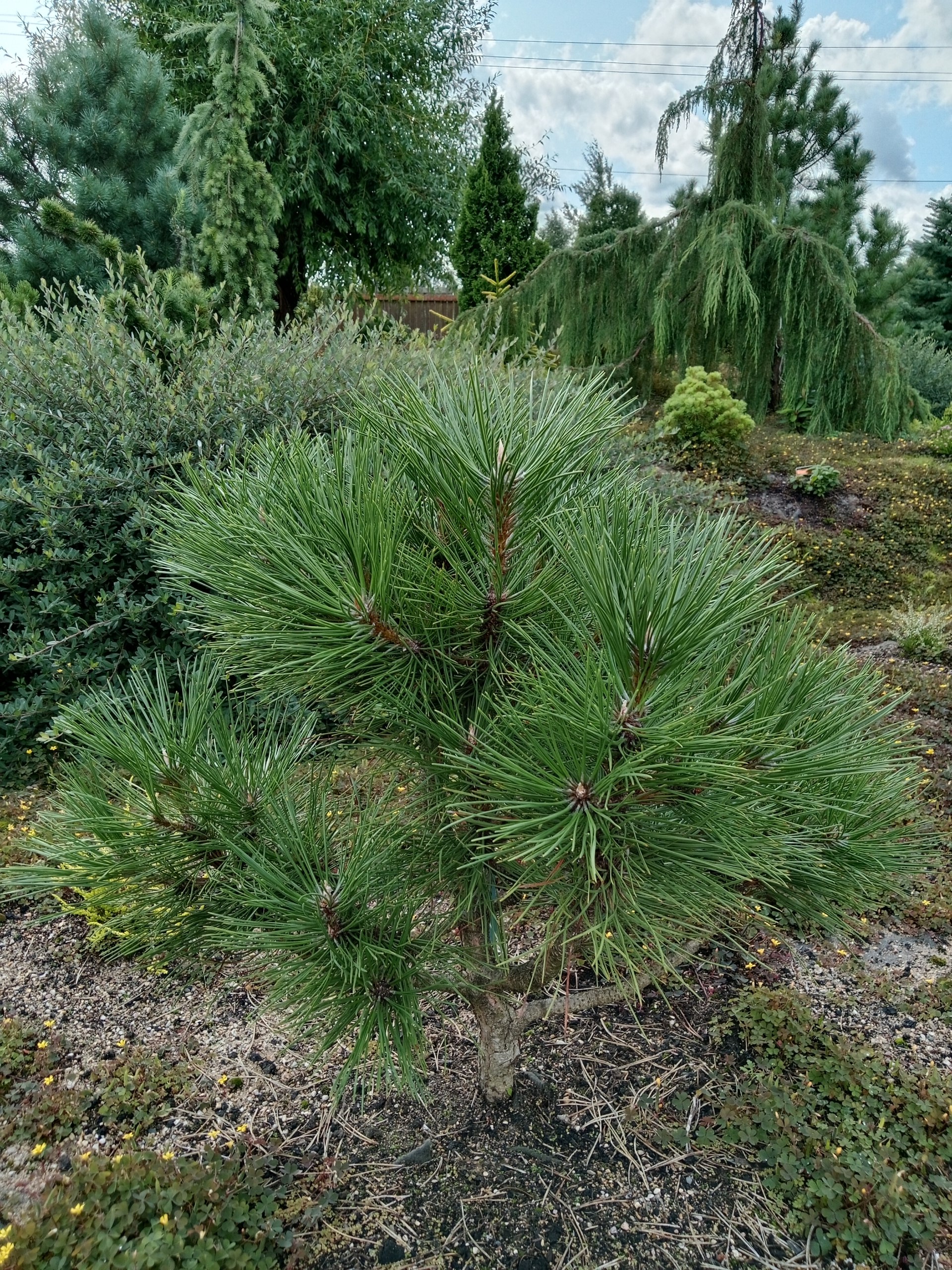 Pinus nigra 'Nana Wurstle'