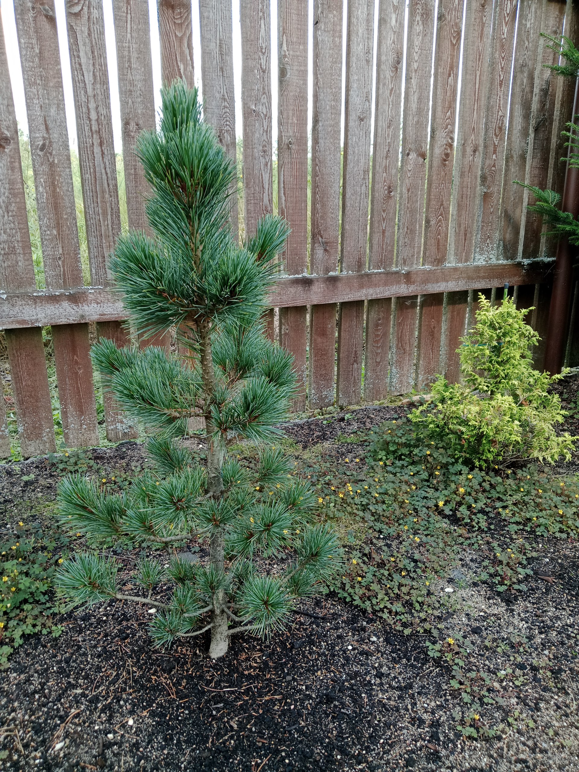 Pinus cembra 'Sabatyhutte'