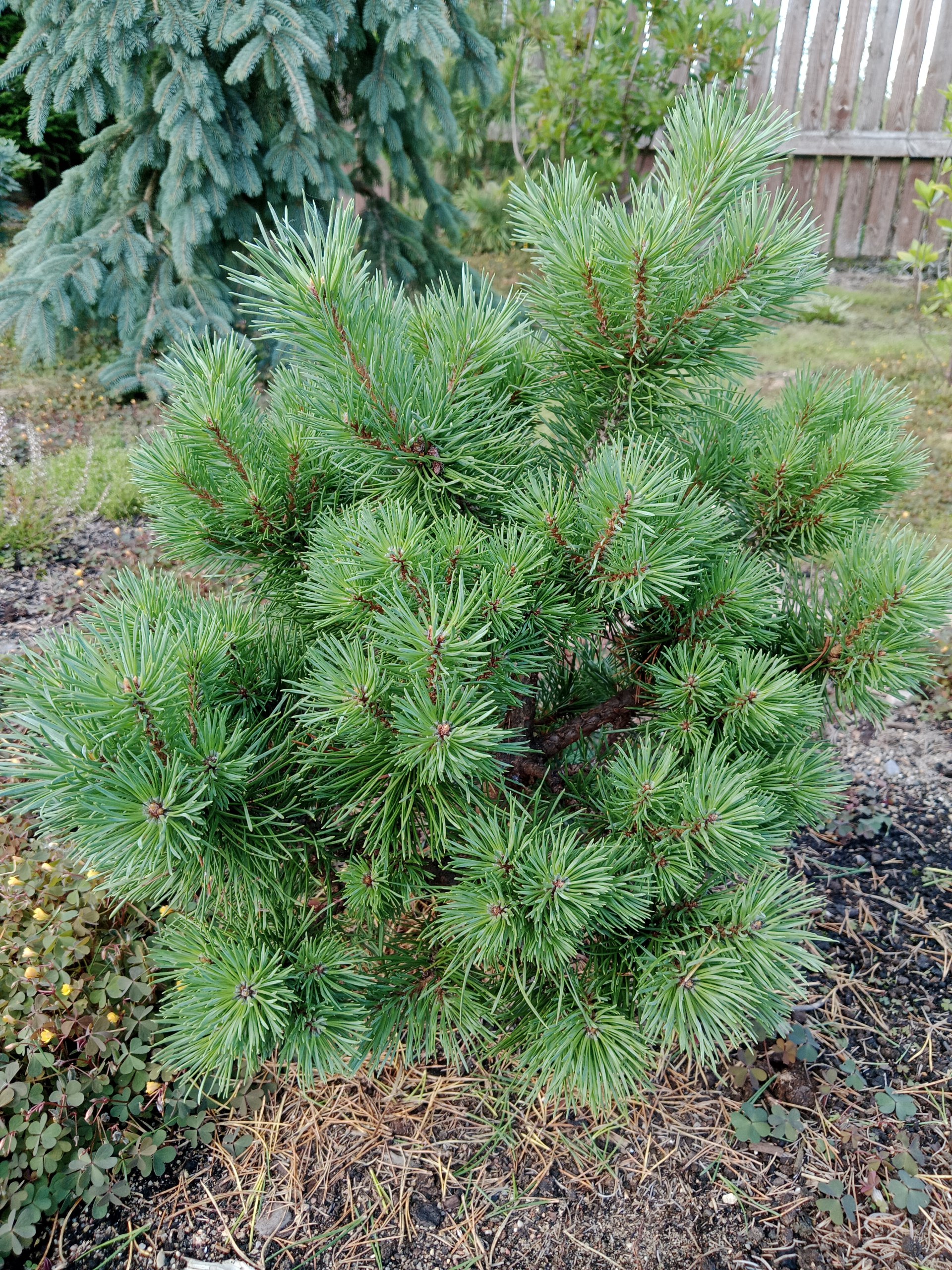 Pinus sylvestris 'Sandringham'
