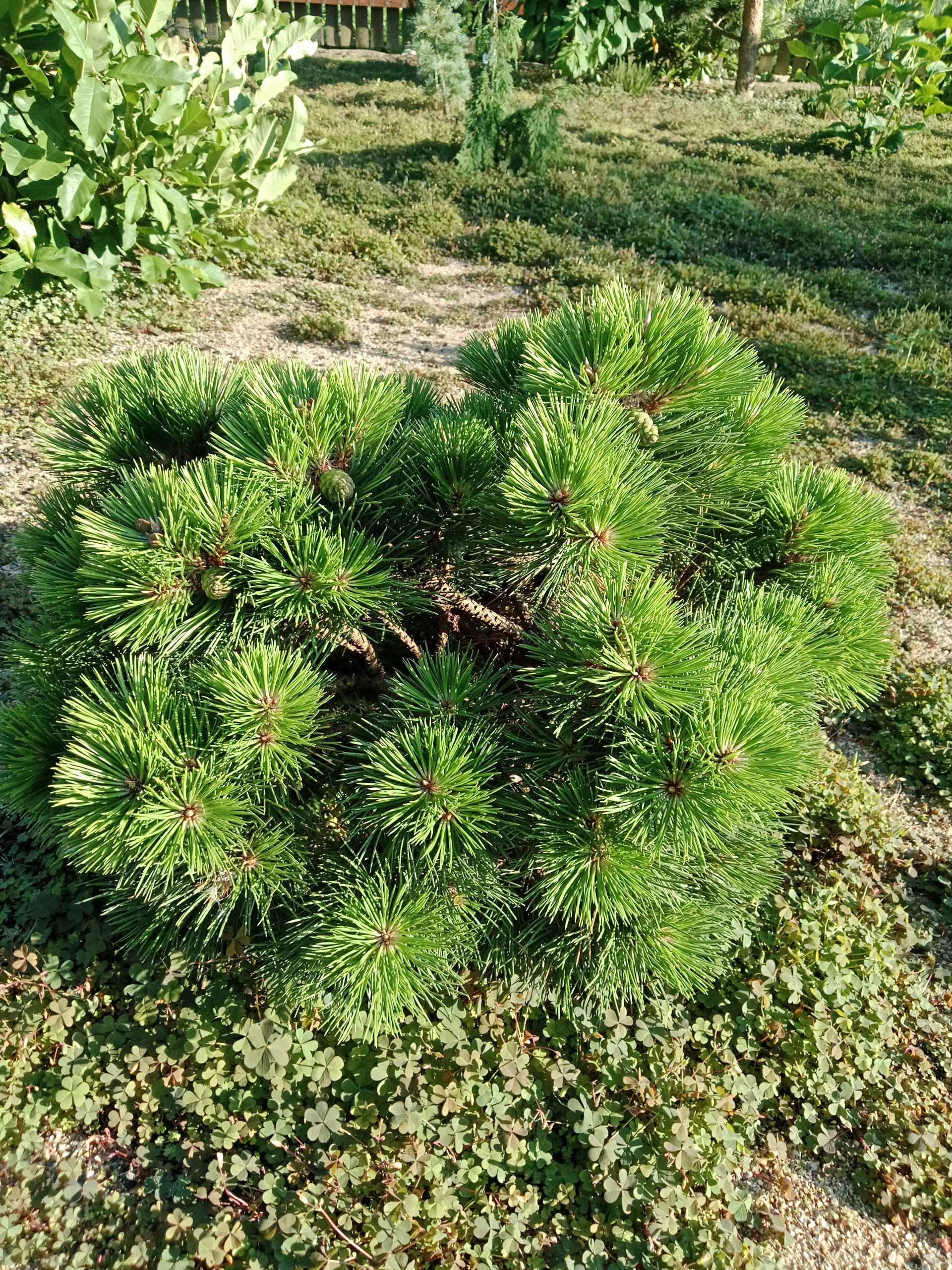 Pinus nigra 'Nana'