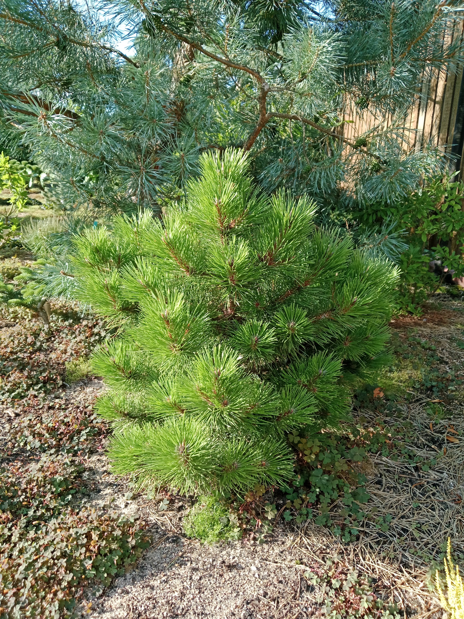 Pinus nigra 'Helga'