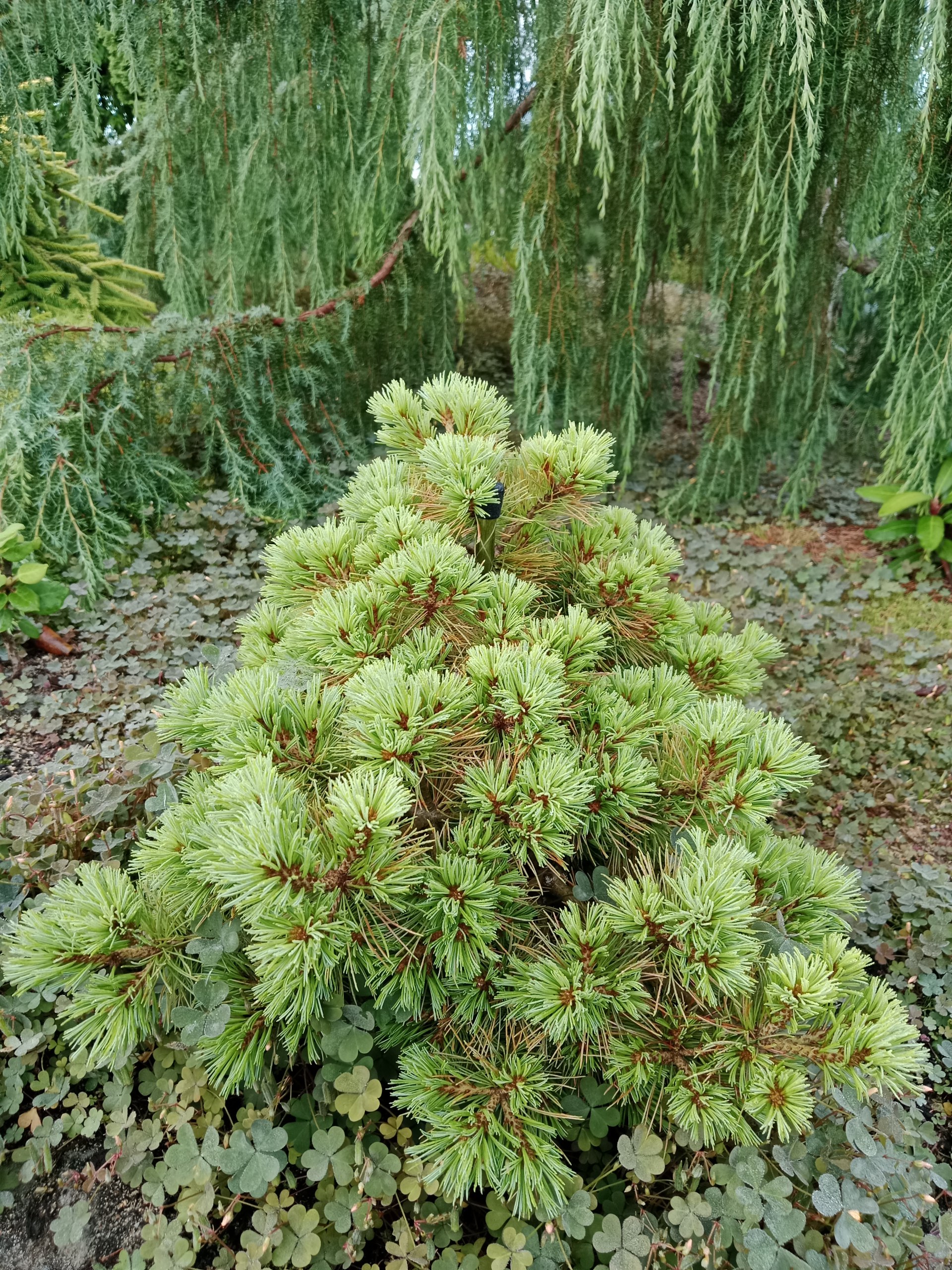 Pinus parviflora 'Debbie'