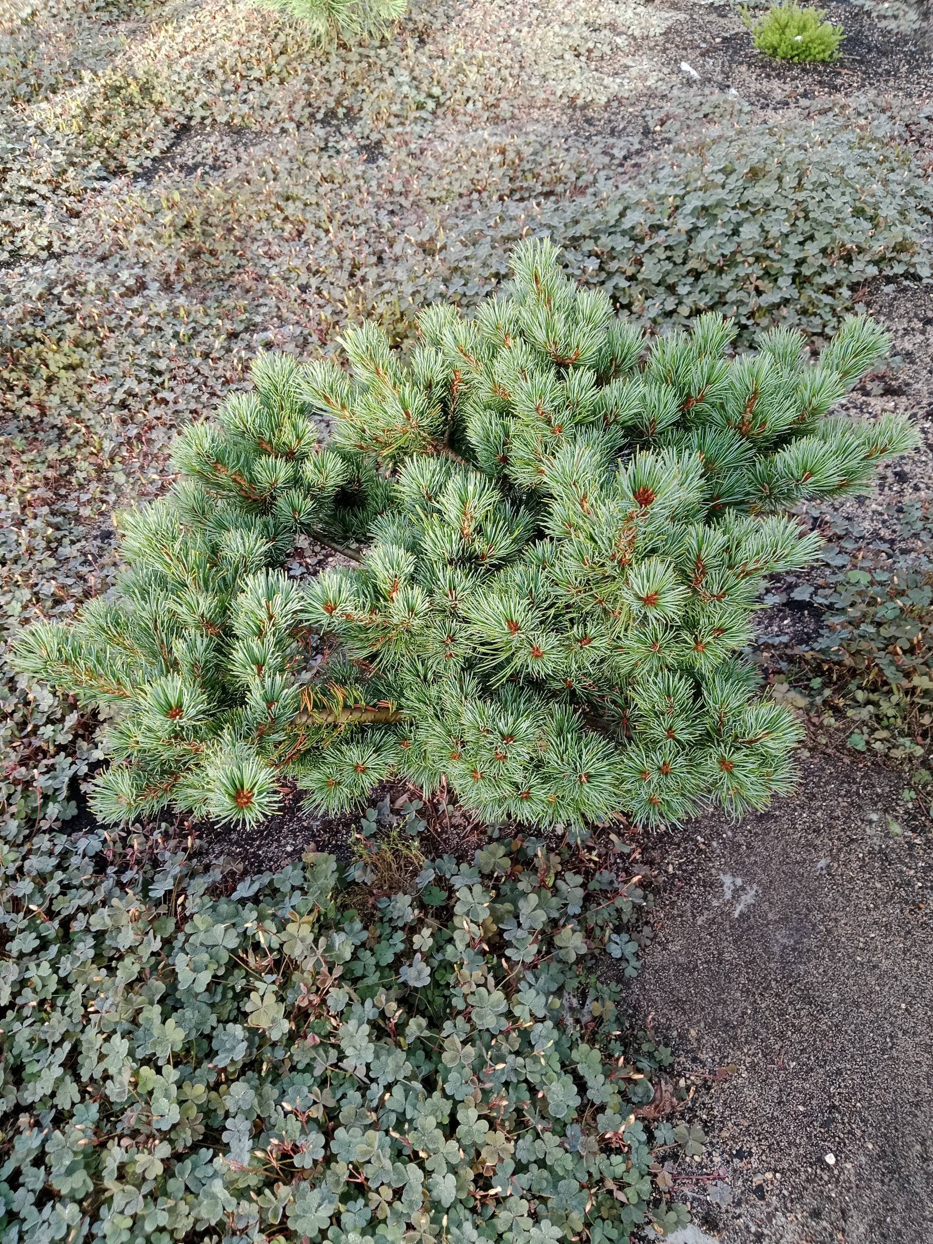 Pinus parviflora 'Betsie'