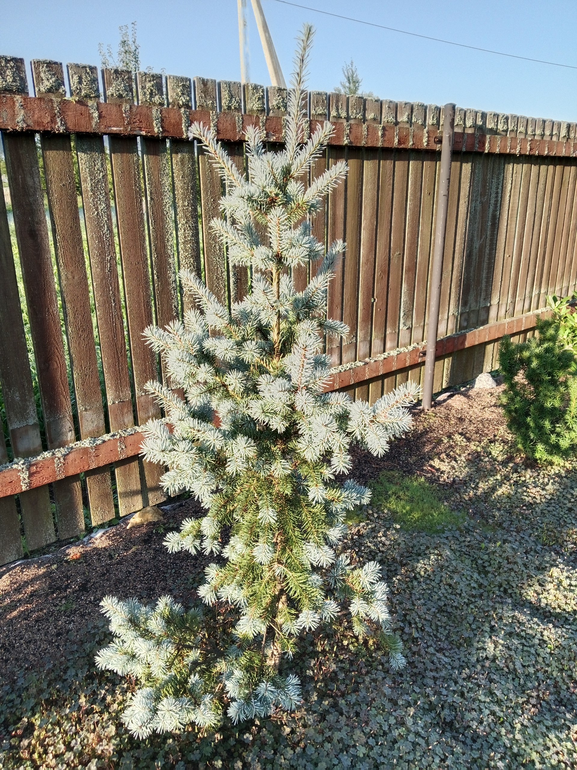 Pseudotsuga menziesii 'Abiesifolia Glauca'