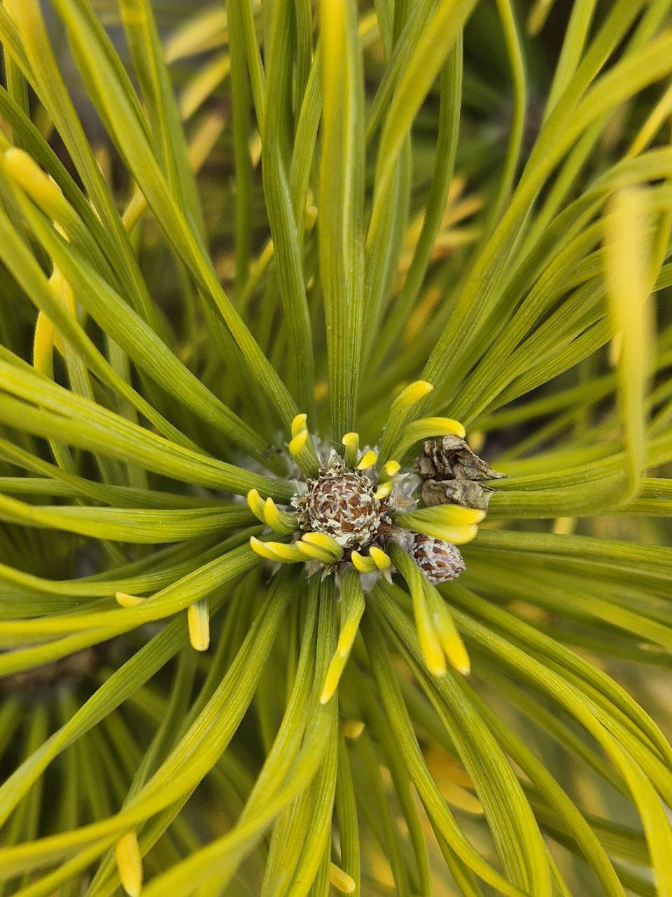 Pinus mugo 'Carstens Wintergold'