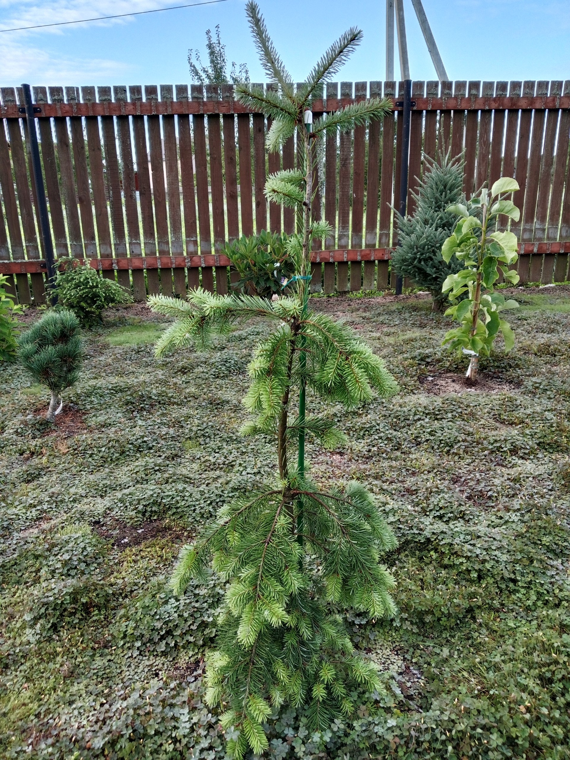 Pseudotsuga menziesii 'Sinclairs Weeping'