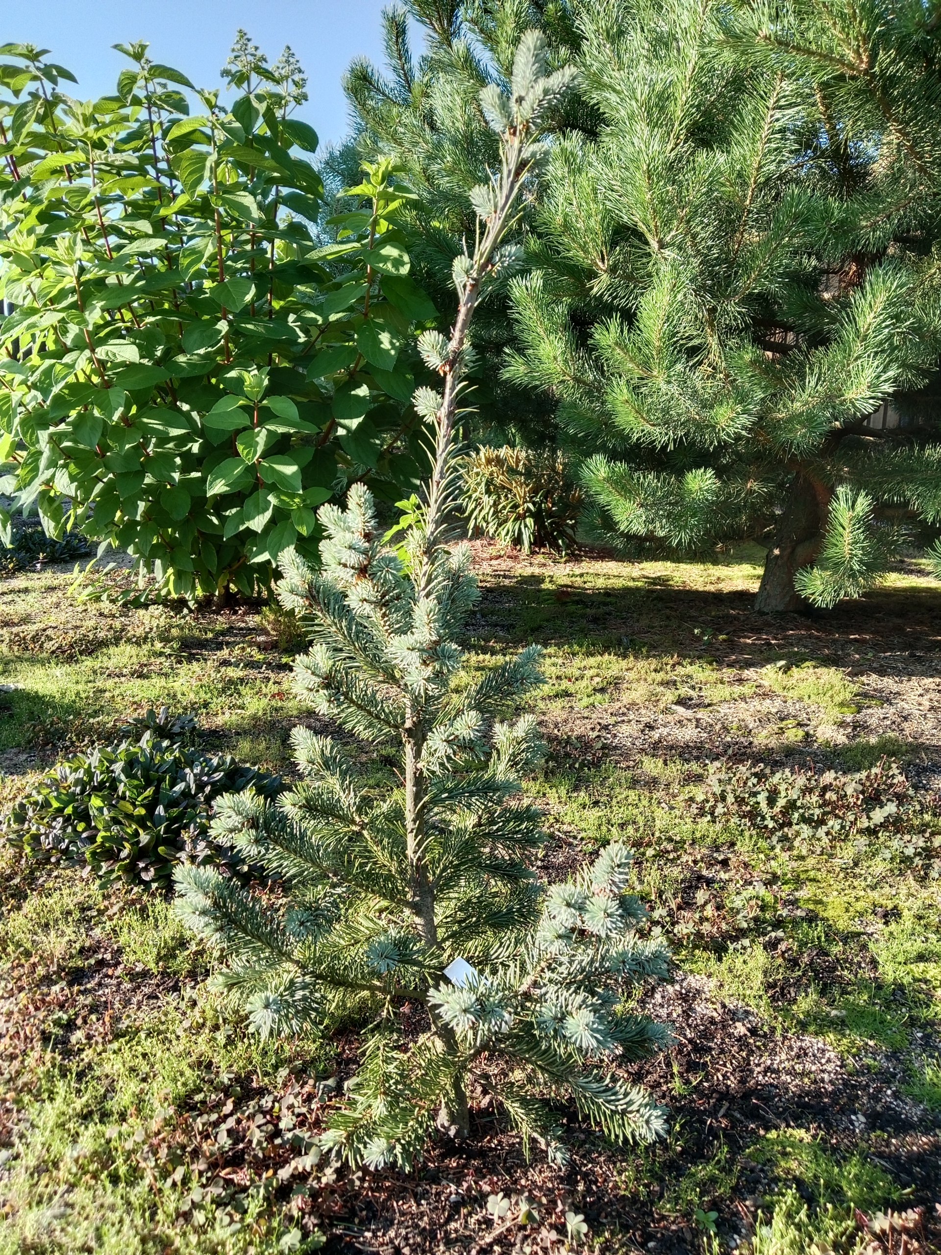 Pseudotsuga menziesii 'Extra Blue'