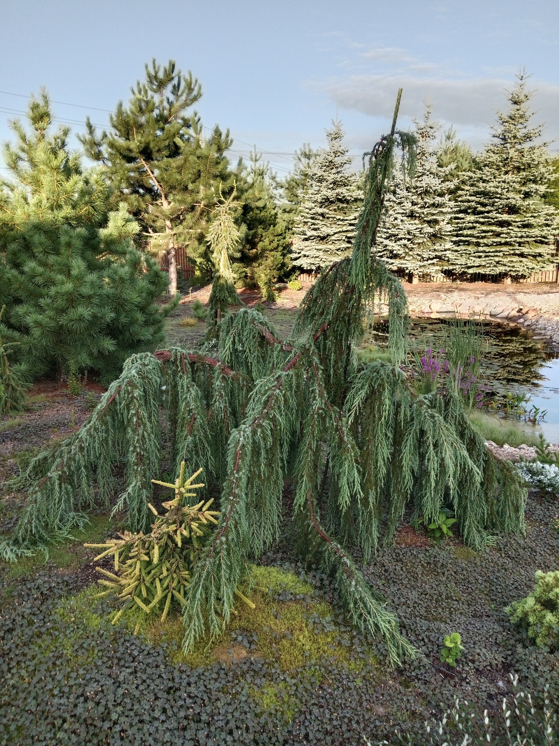 Juniperus communis 'Horstmann'