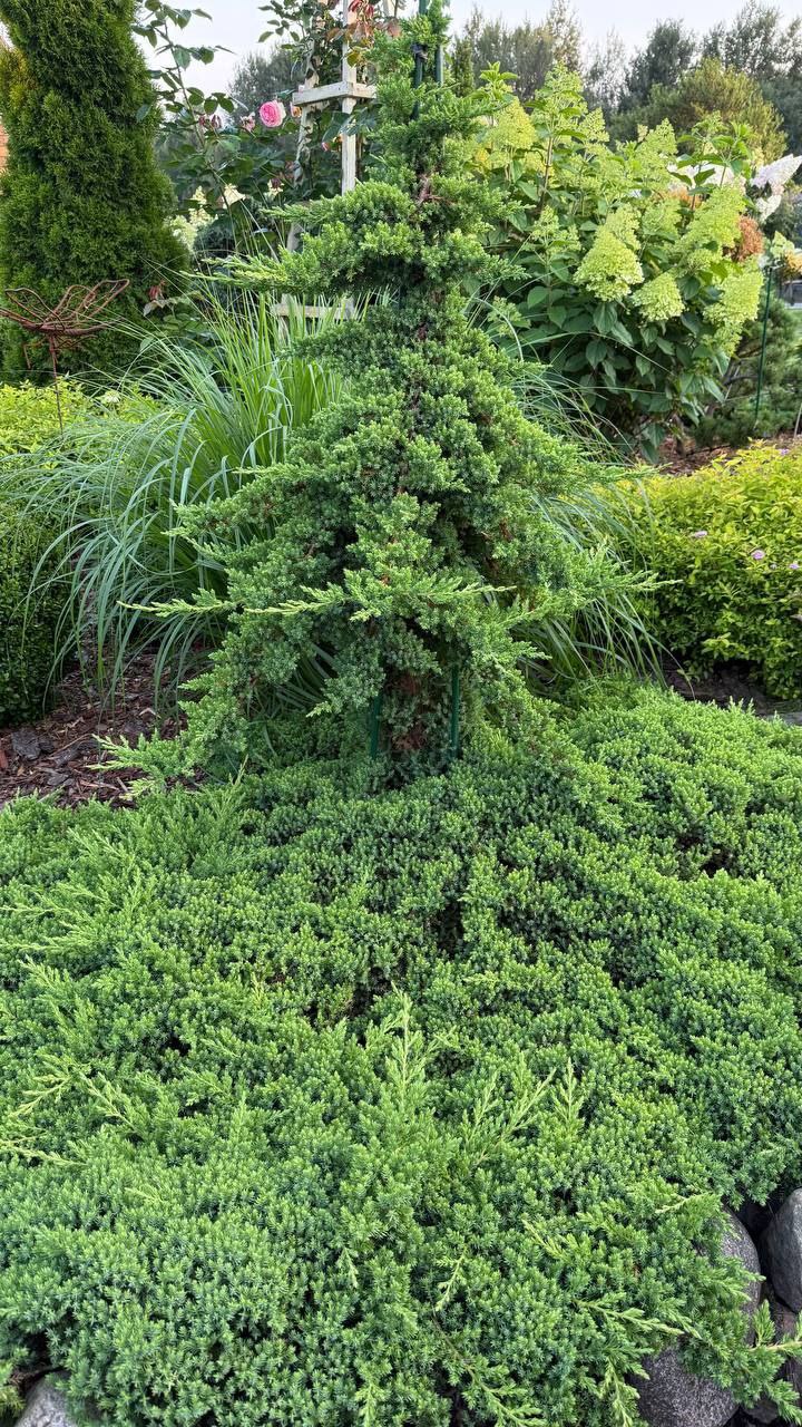 Juniperus procumbens 'Nana'