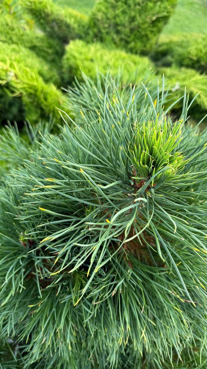 Pinus sylvestris 'Globosa Viridis'