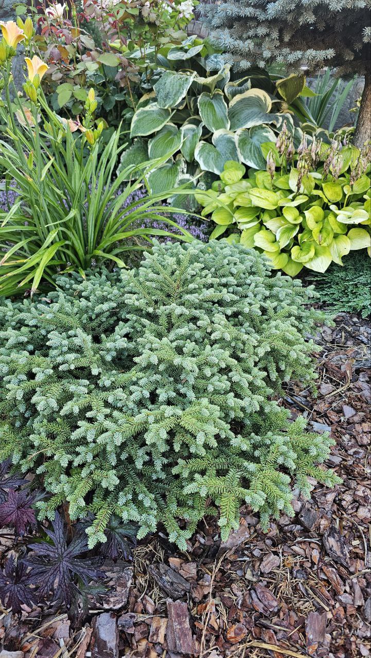 Picea mariana ‘Nana’