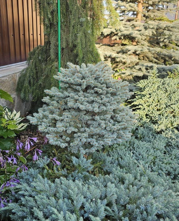 Picea pungens 'Blaukissen'