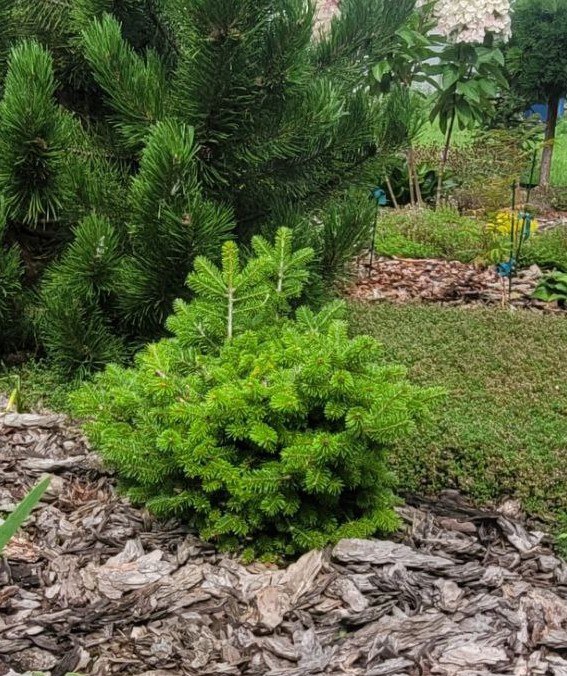 Abies sibirica 'Tavda'