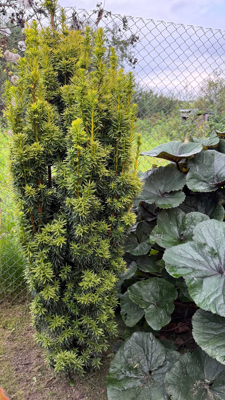 Taxus baccata 'David'