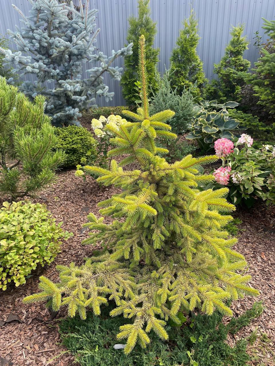 Picea pungens 'Stanley's Gold'