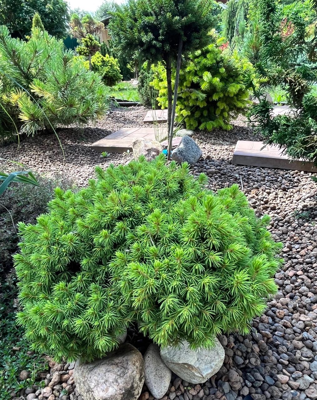 Picea glauca ‘Maruška’