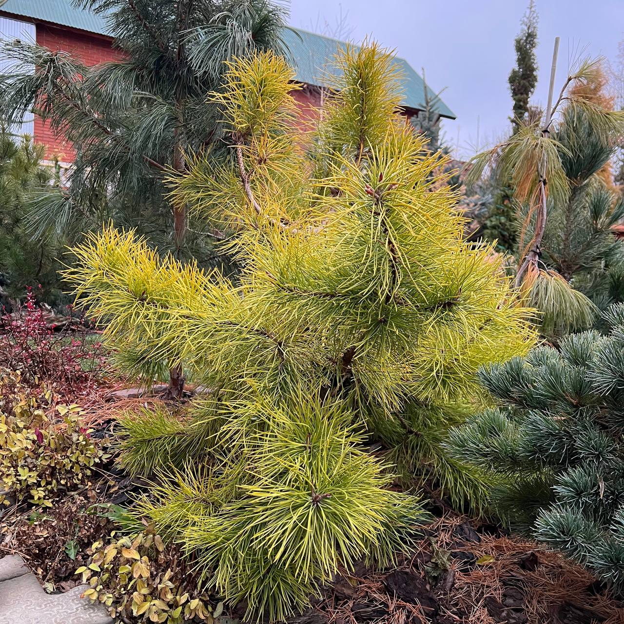 Pinus contorta ‘Chief Joseph’