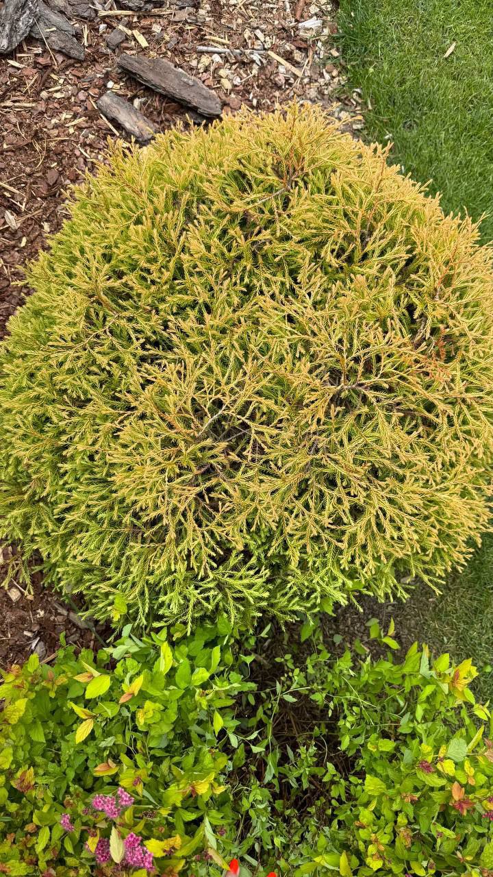 Thuja occidentalis 'Golden Tuffet'