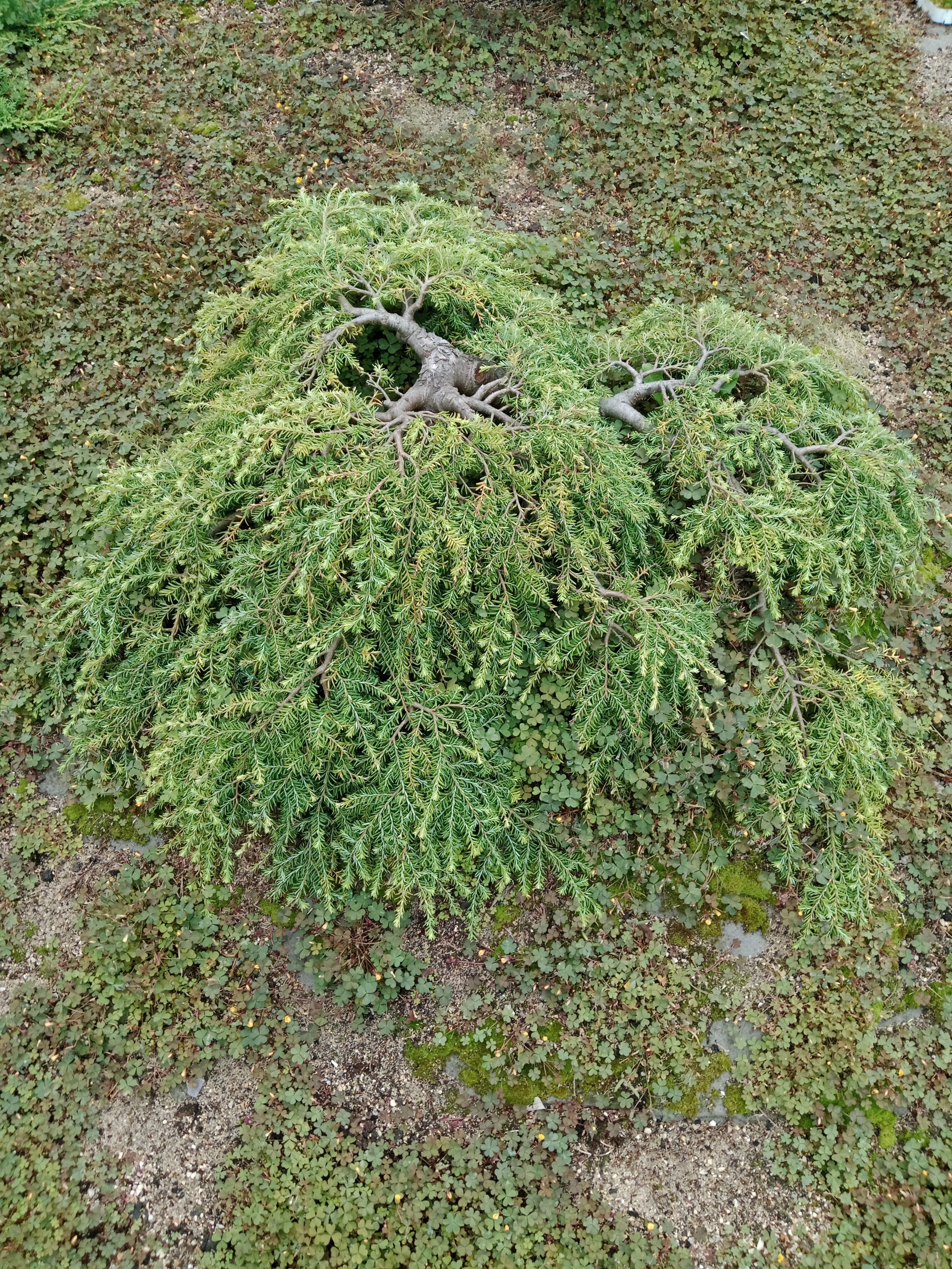 Tsuga canadensis 'Cole's Prostrate' ('Cole')