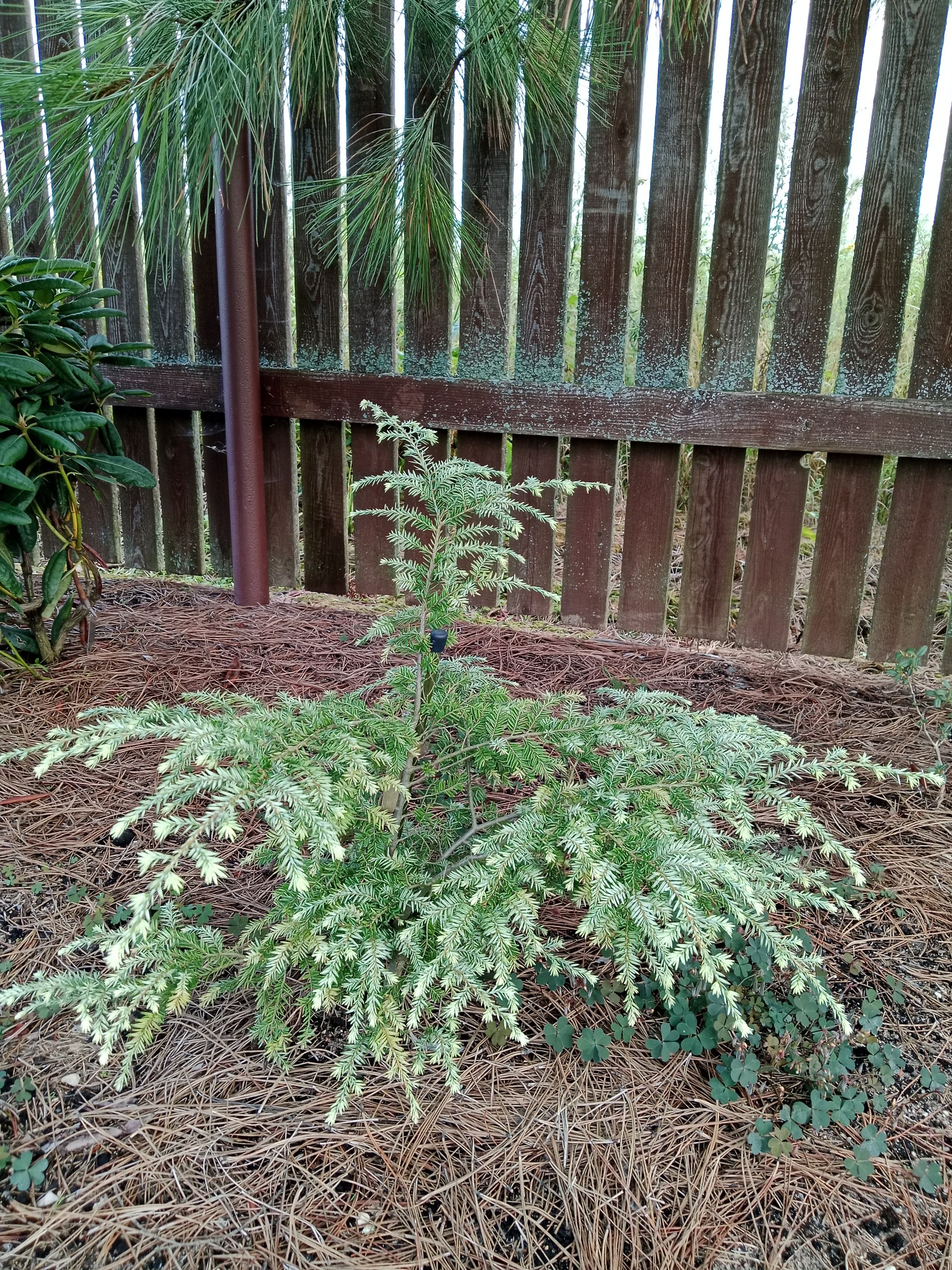 Tsuga canadensis 'Moon Frost'
