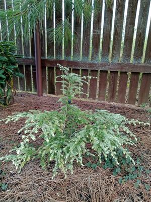 Tsuga canadensis 'Moon Frost'