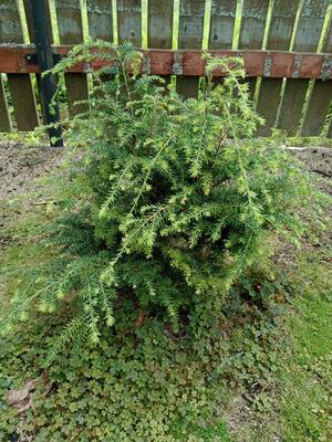 Tsuga canadensis 'Wood's Goldleaf'