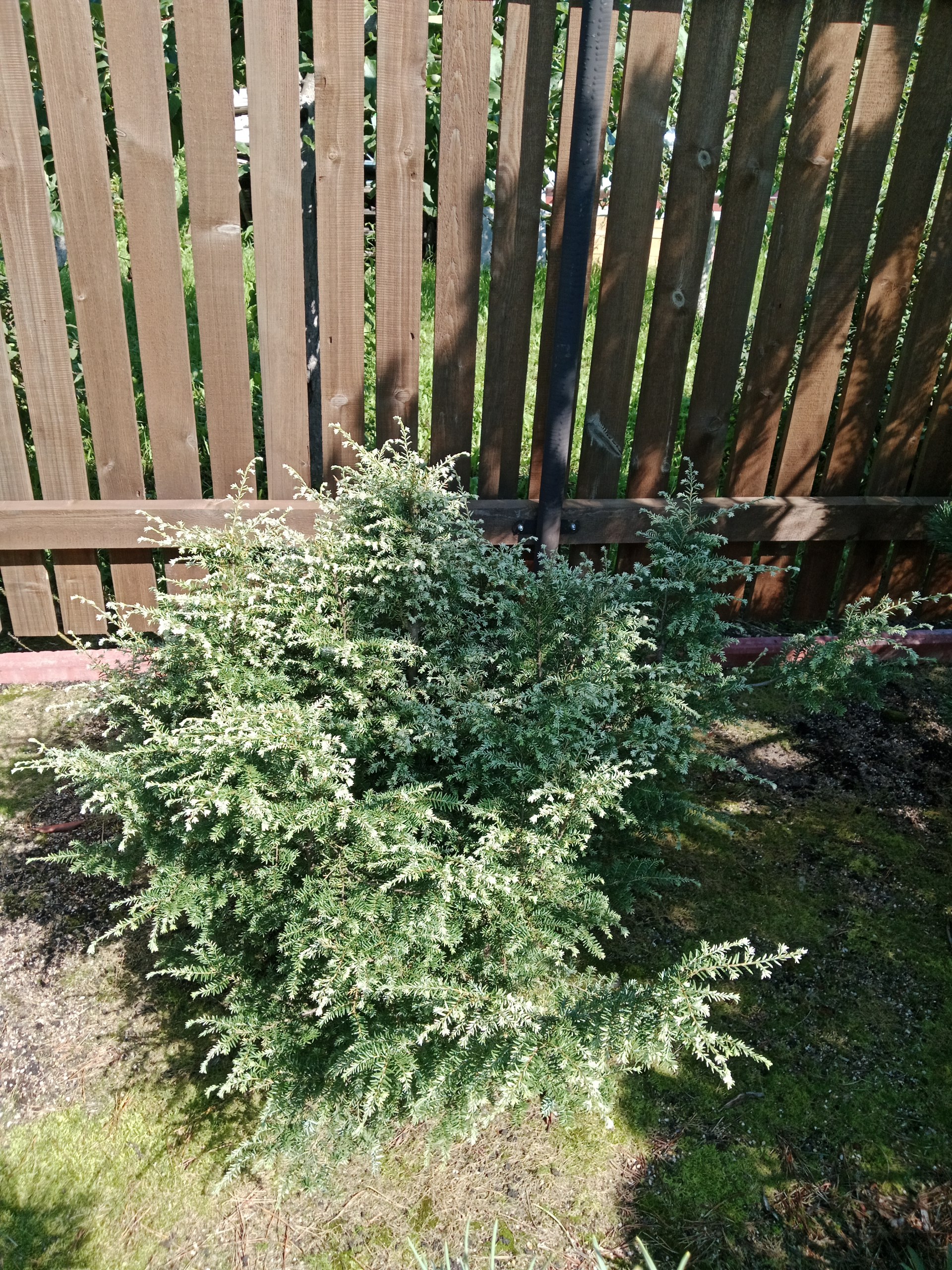 Tsuga canadensis 'Gentsch White'