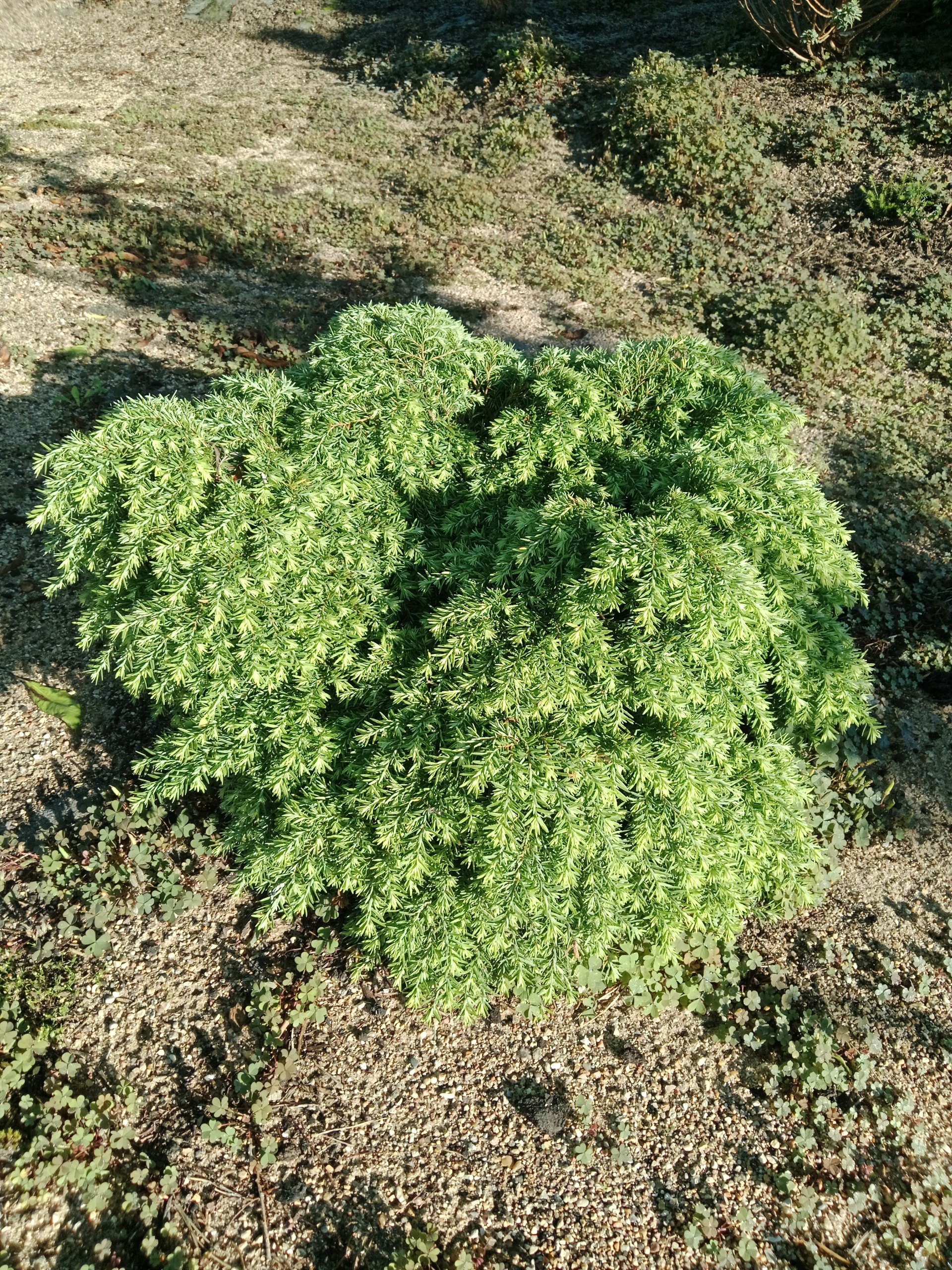 Tsuga canadensis 'Jeddeloh'