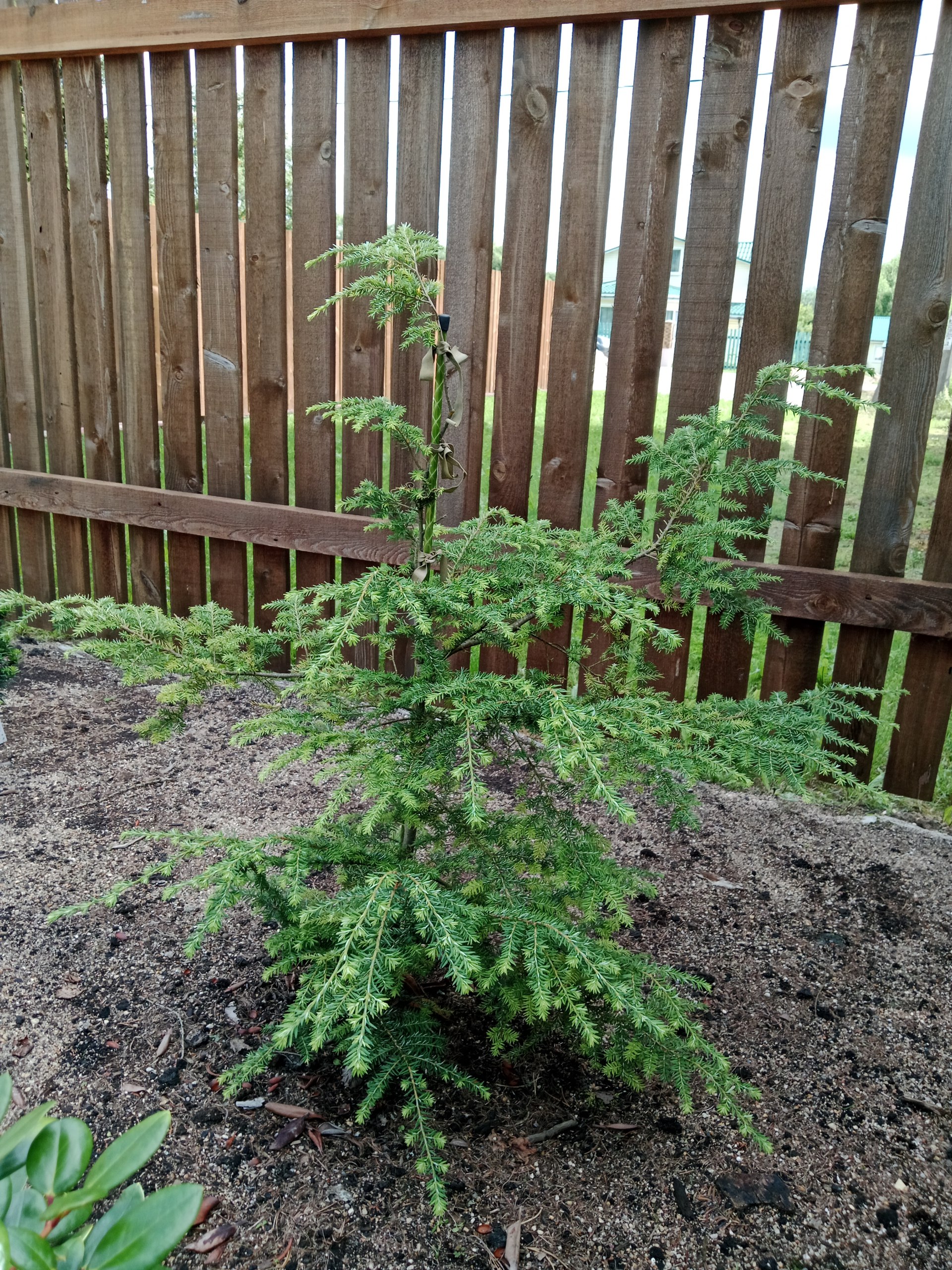 Tsuga canadensis 'Little Snow'