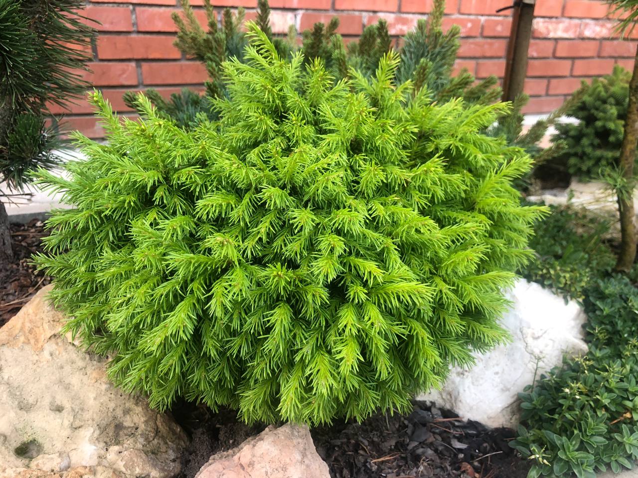 Picea obovata 'Plushka'.