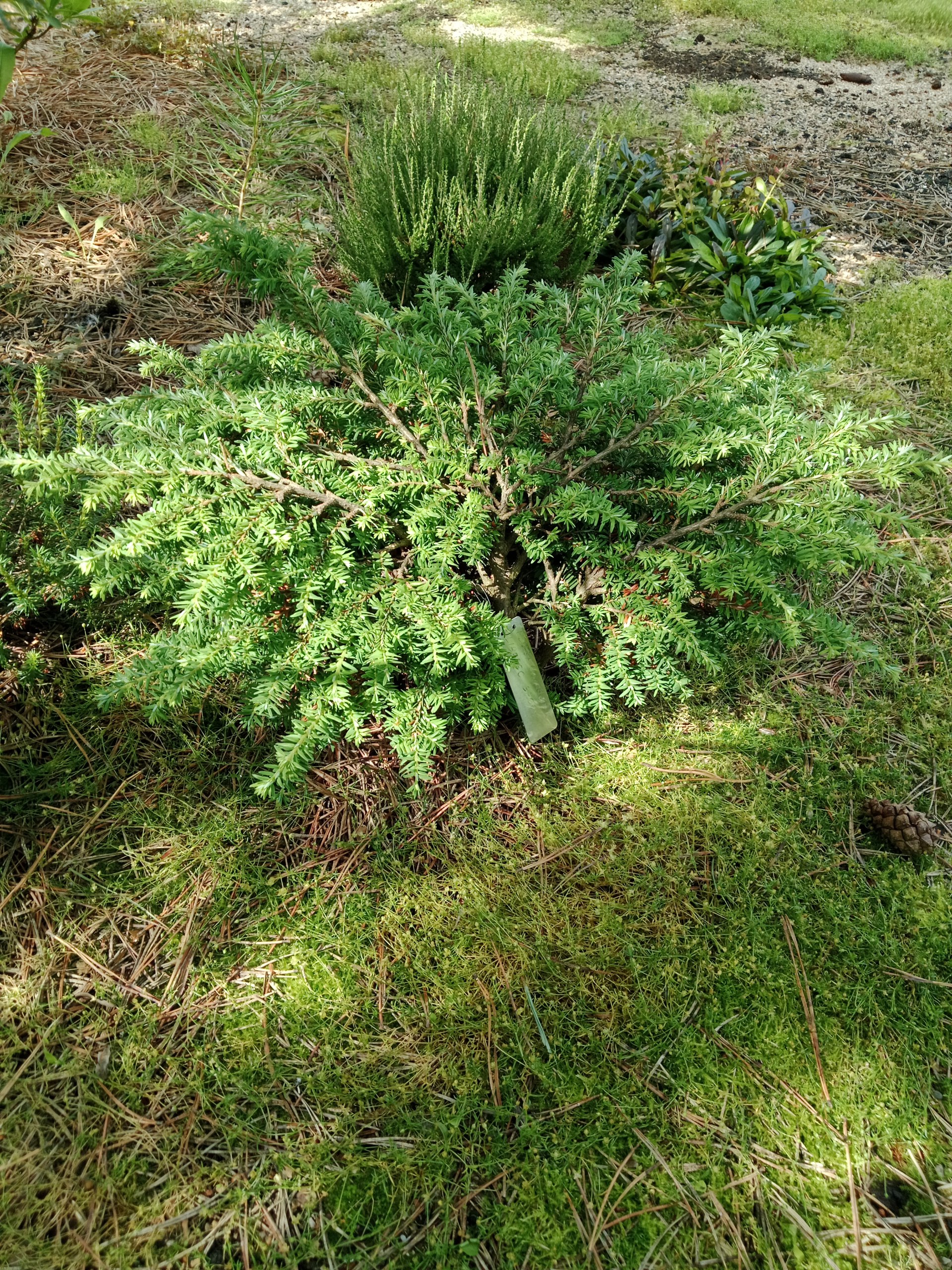 Tsuga canadensis 'Liberec Broom'