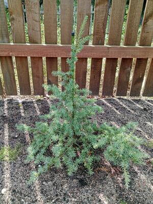 Tsuga mertensiana 'Glauca'