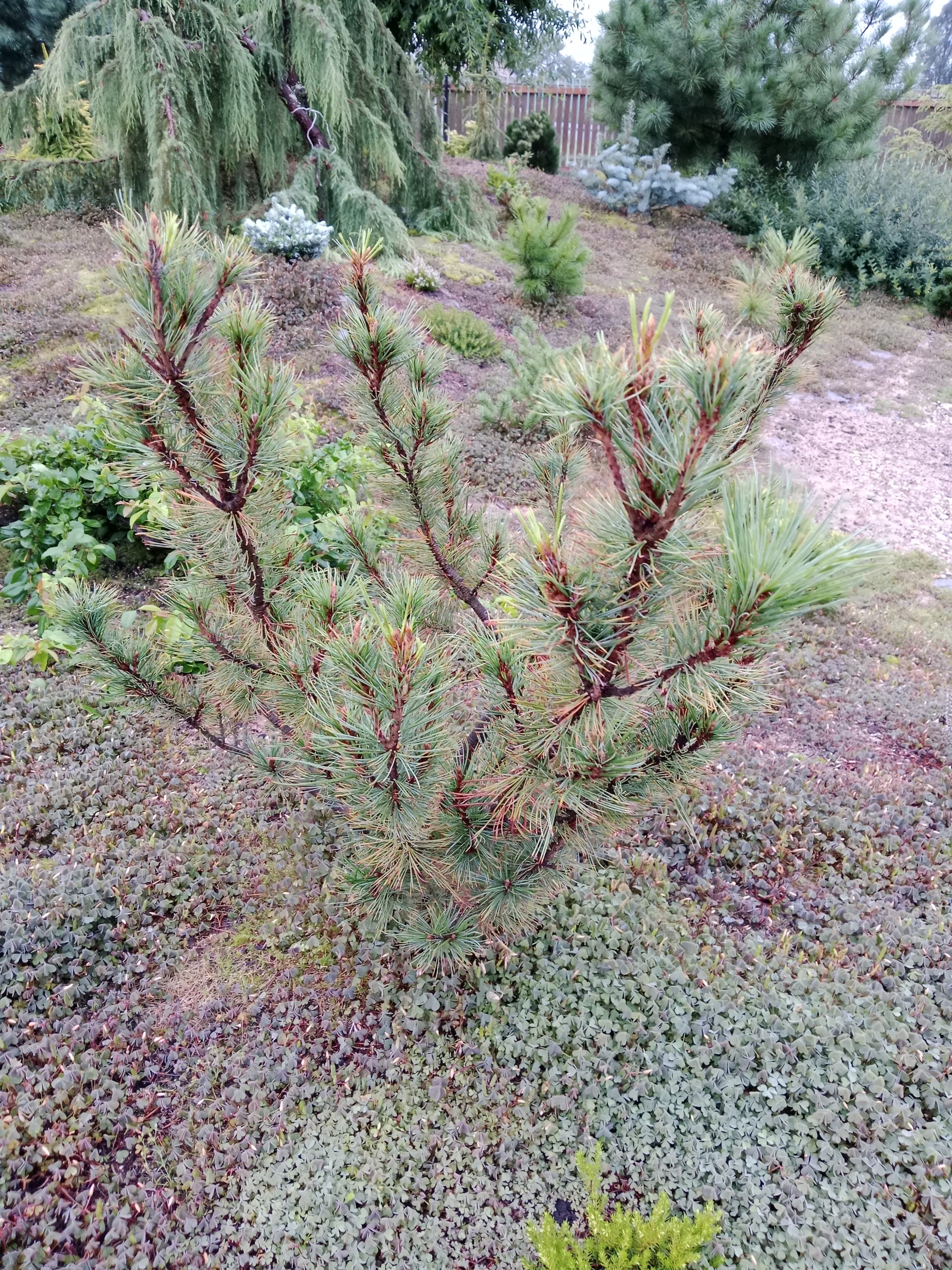 Pinus pumila