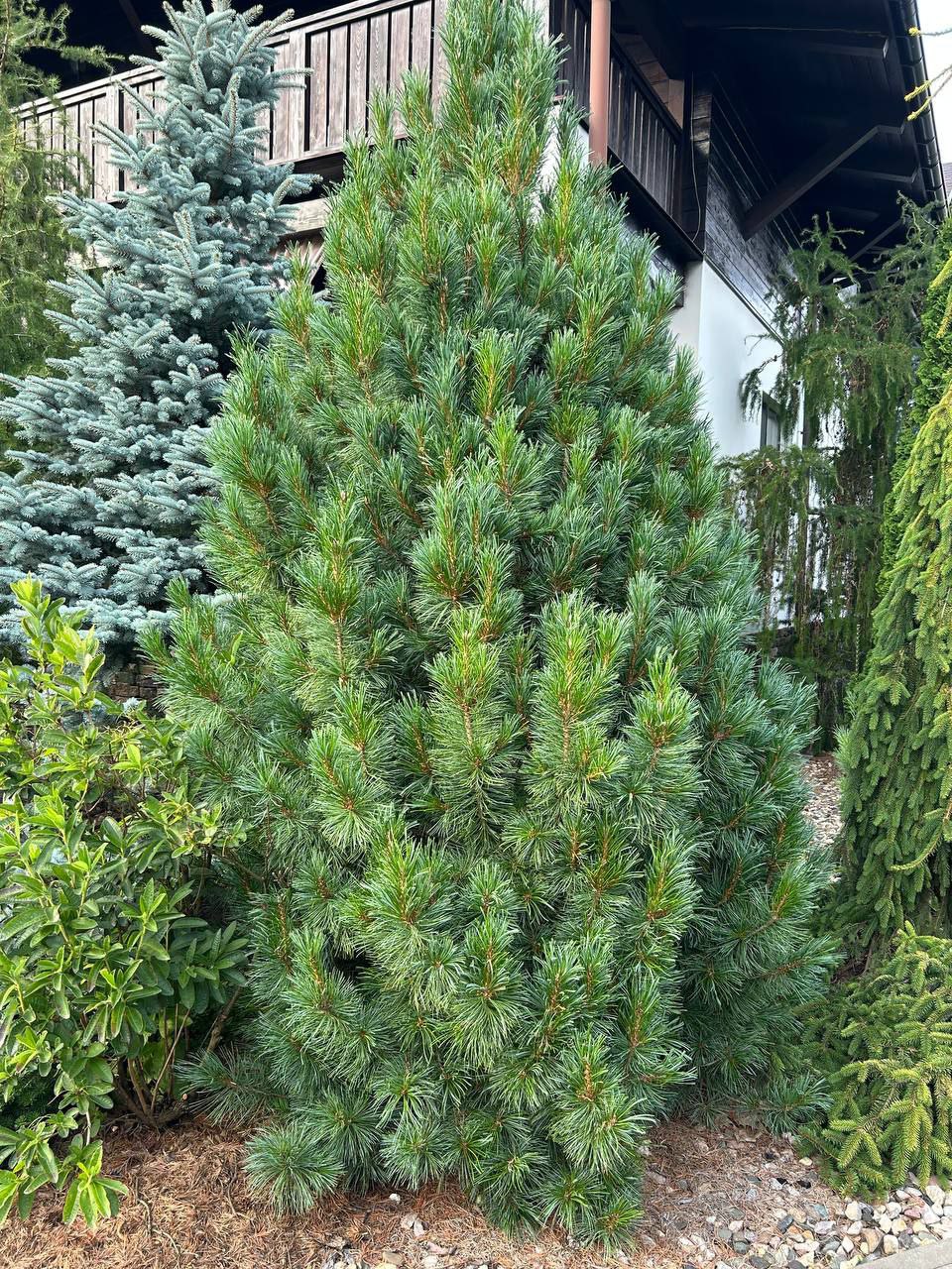 Pinus cembra 'Stricta'