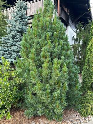 Pinus cembra 'Stricta'