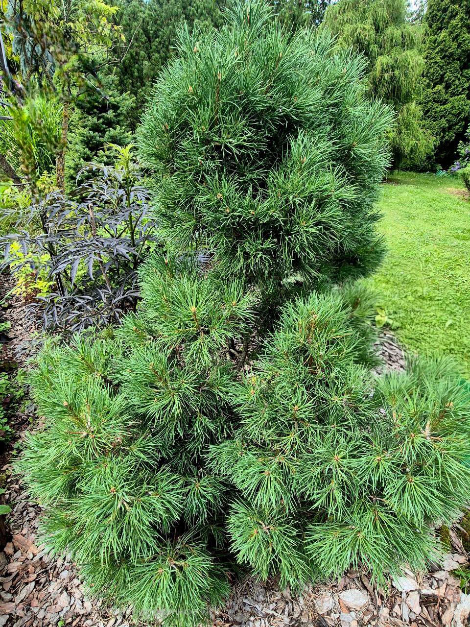 Pinus sylvestris 'Globosa Viridis'